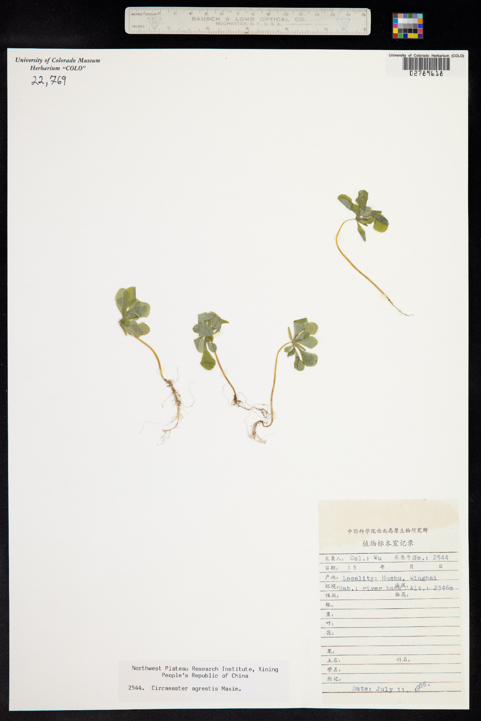 Circaeasteraceae image