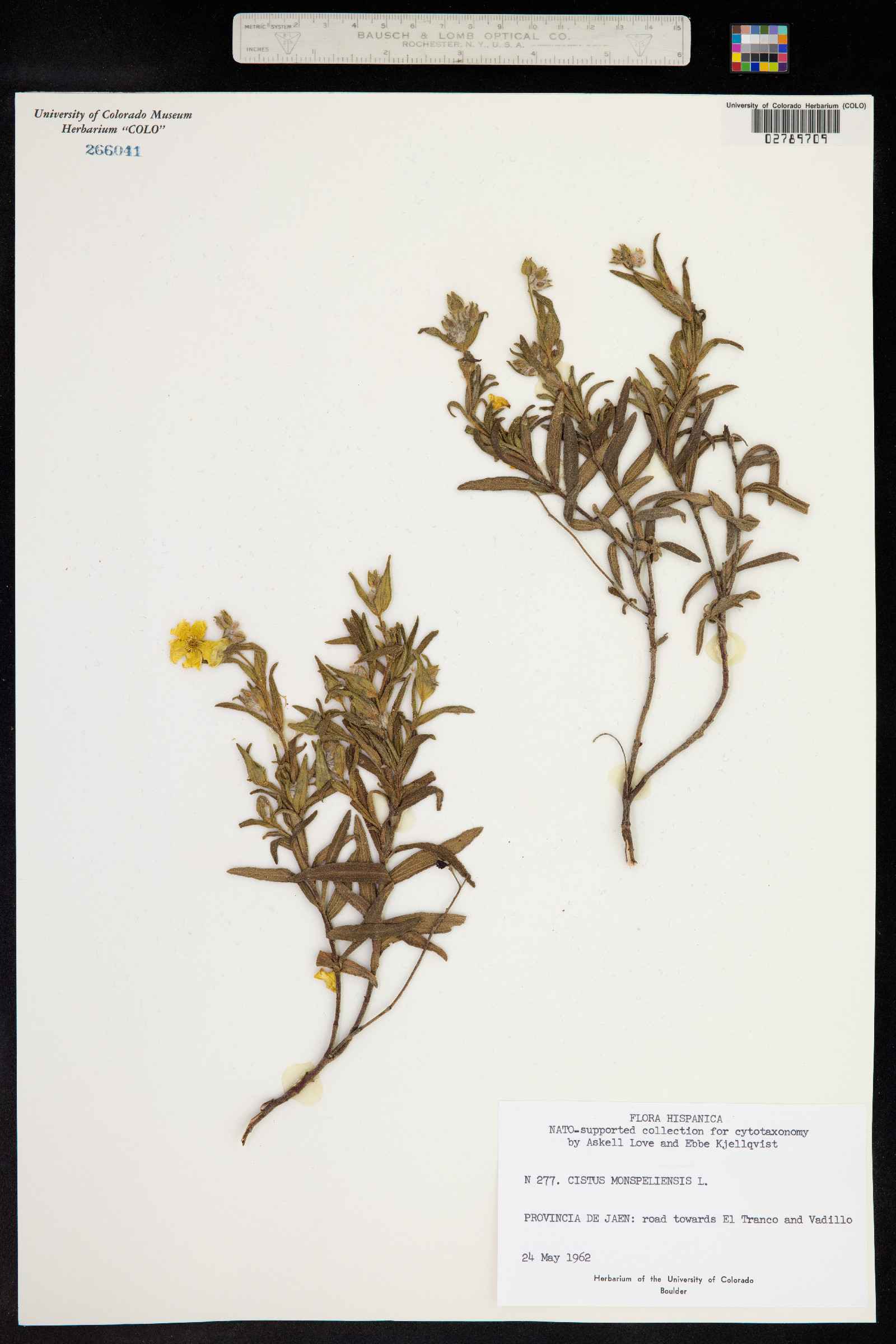 Cistus monspeliensis image