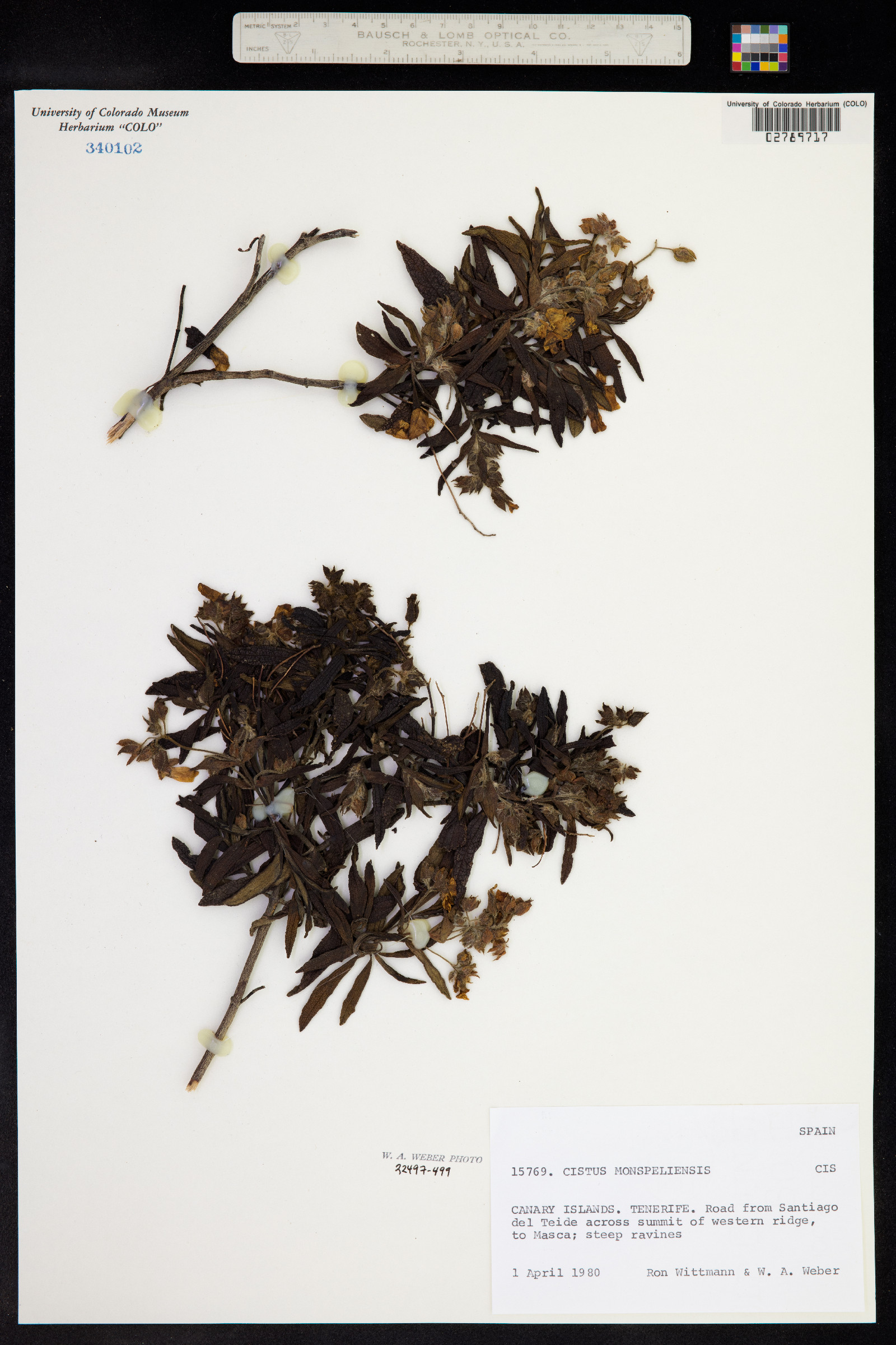 Cistus image