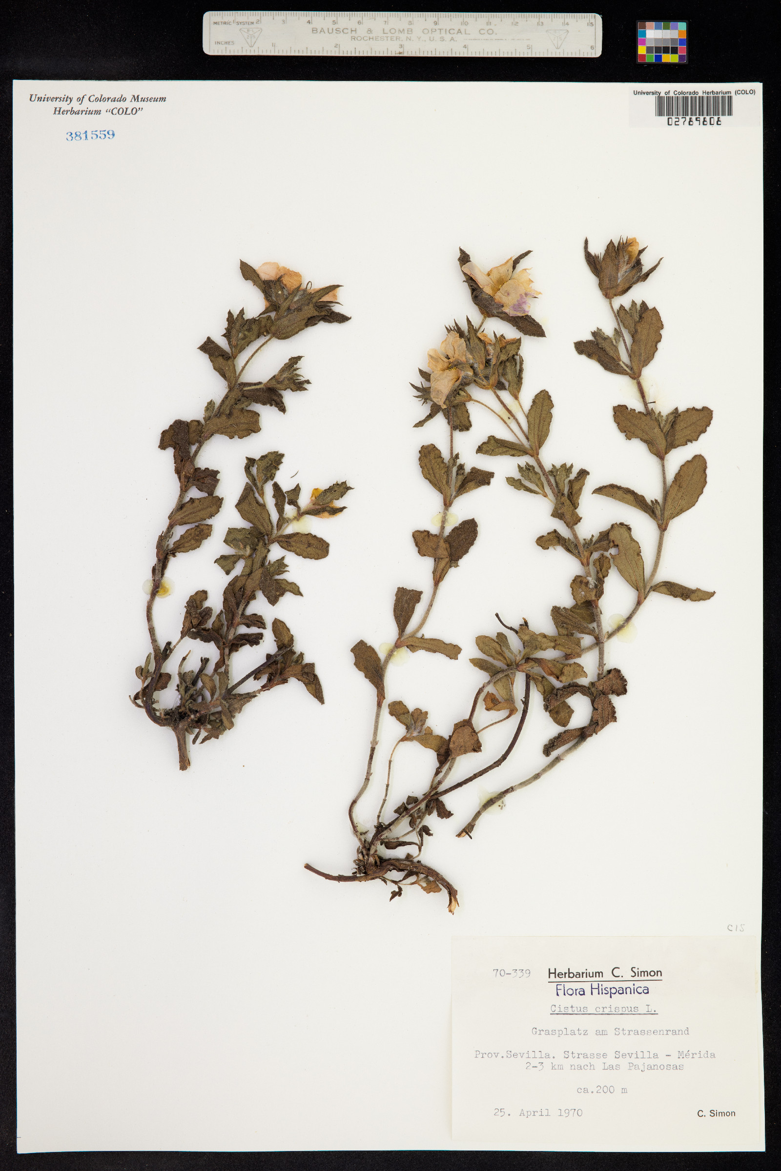 Cistus crispus image