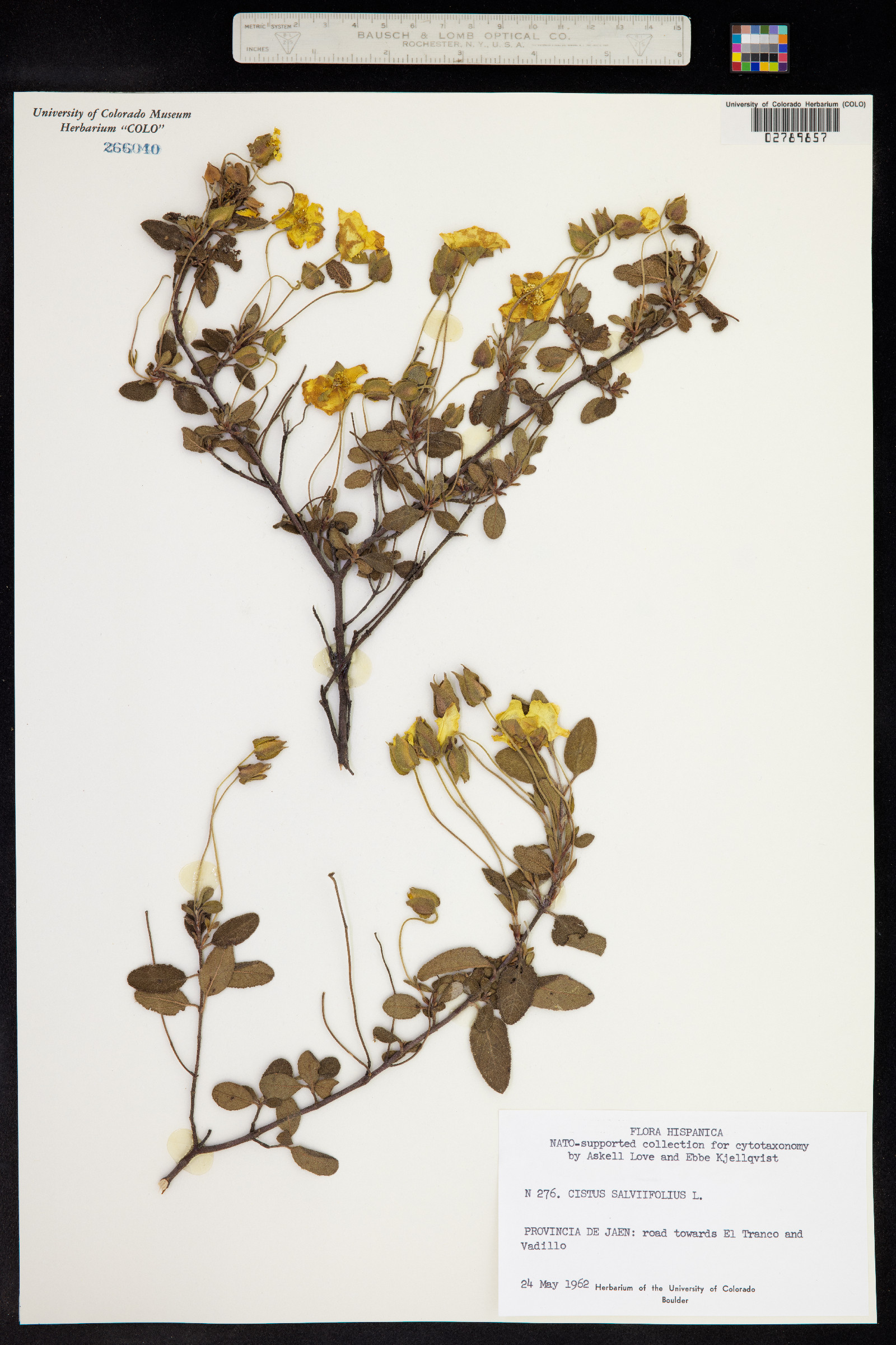 Cistus salviifolius image