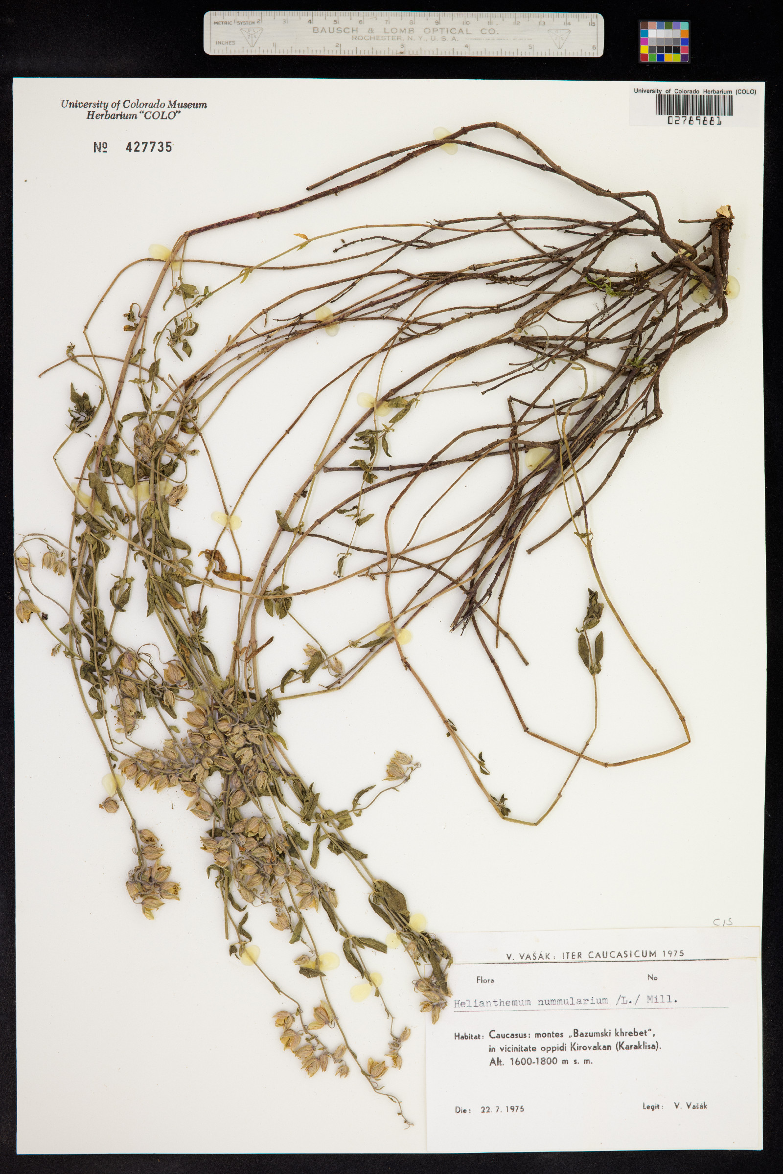 Helianthemum image