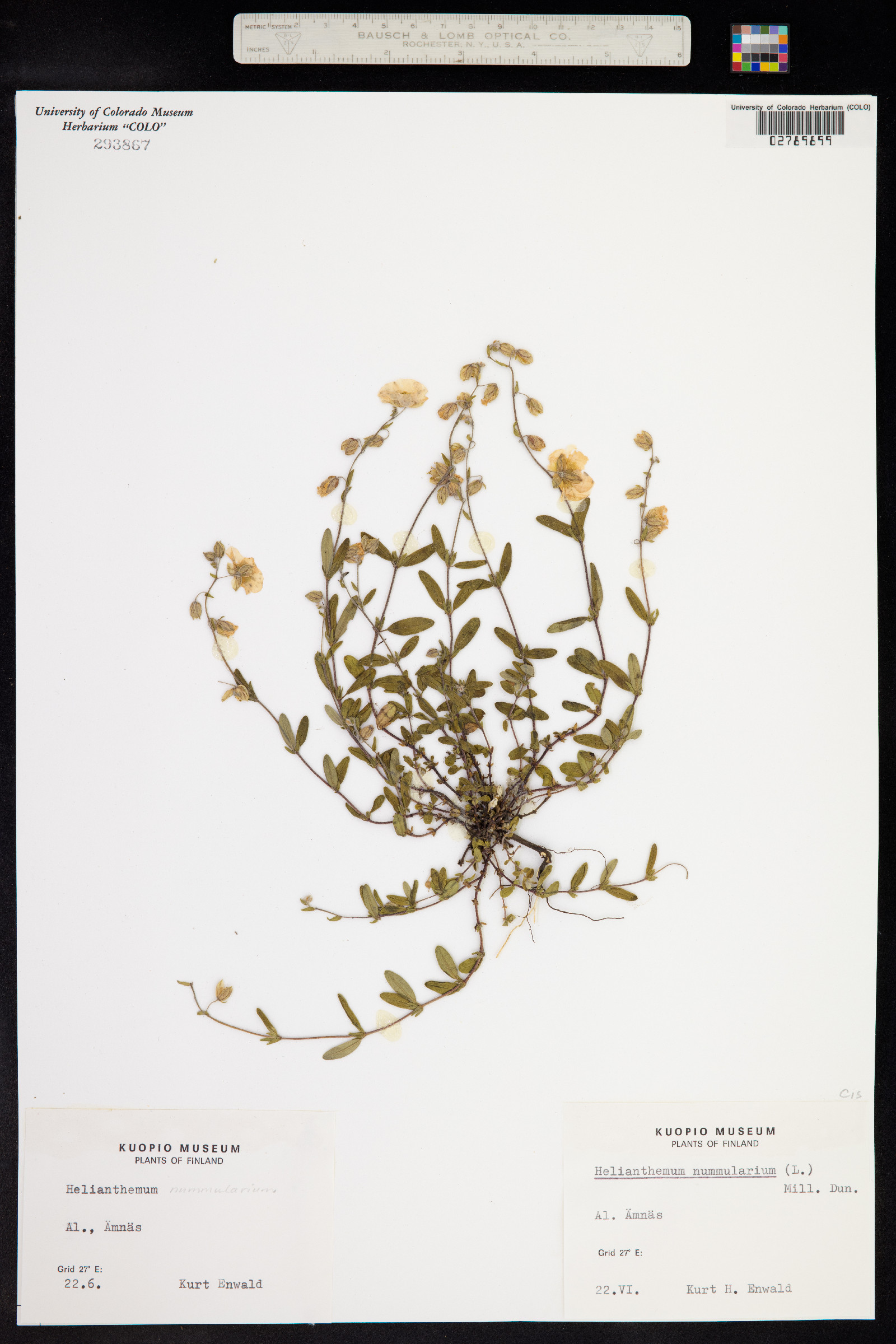 Helianthemum nummularium image