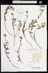 Helianthemum nummularium image