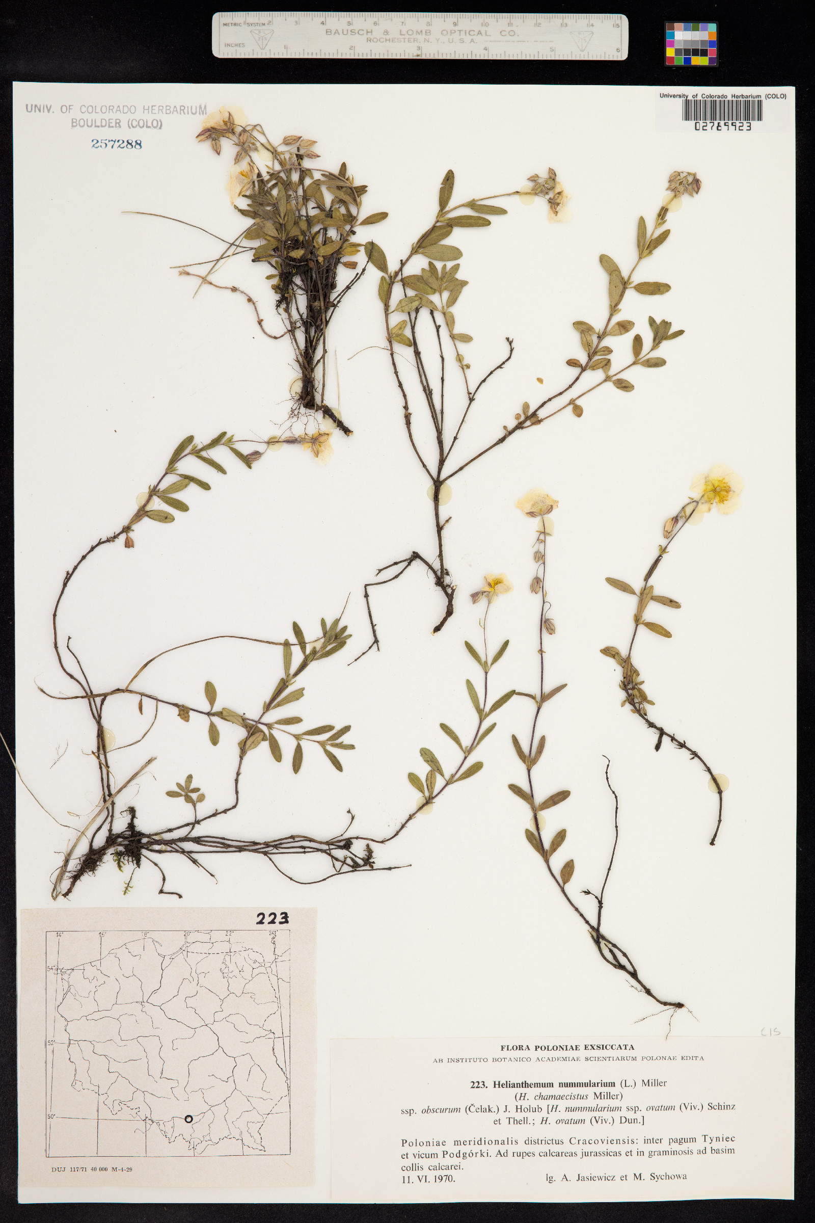 Helianthemum nummularium image