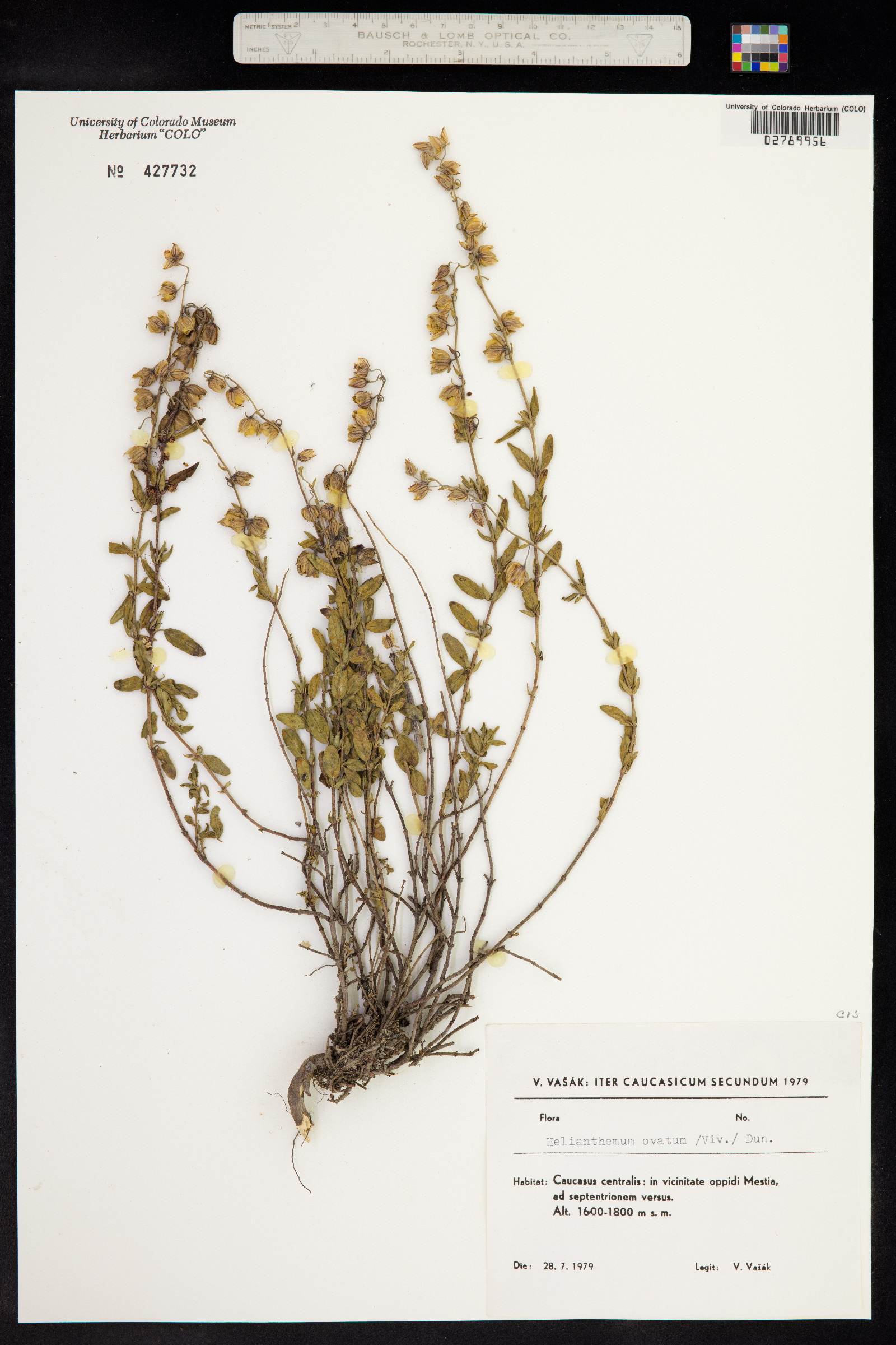 Helianthemum nummularium image
