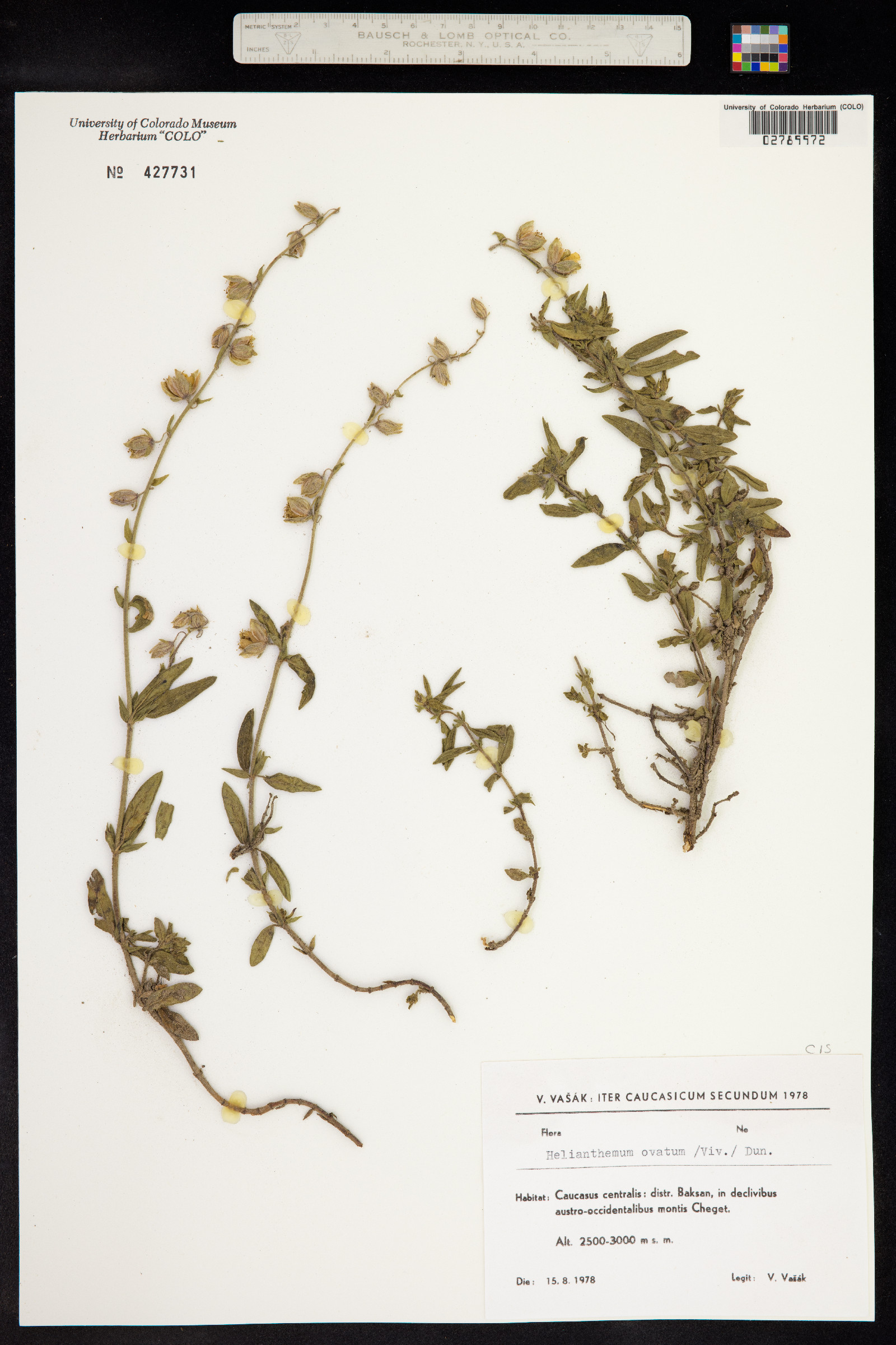 Helianthemum nummularium image