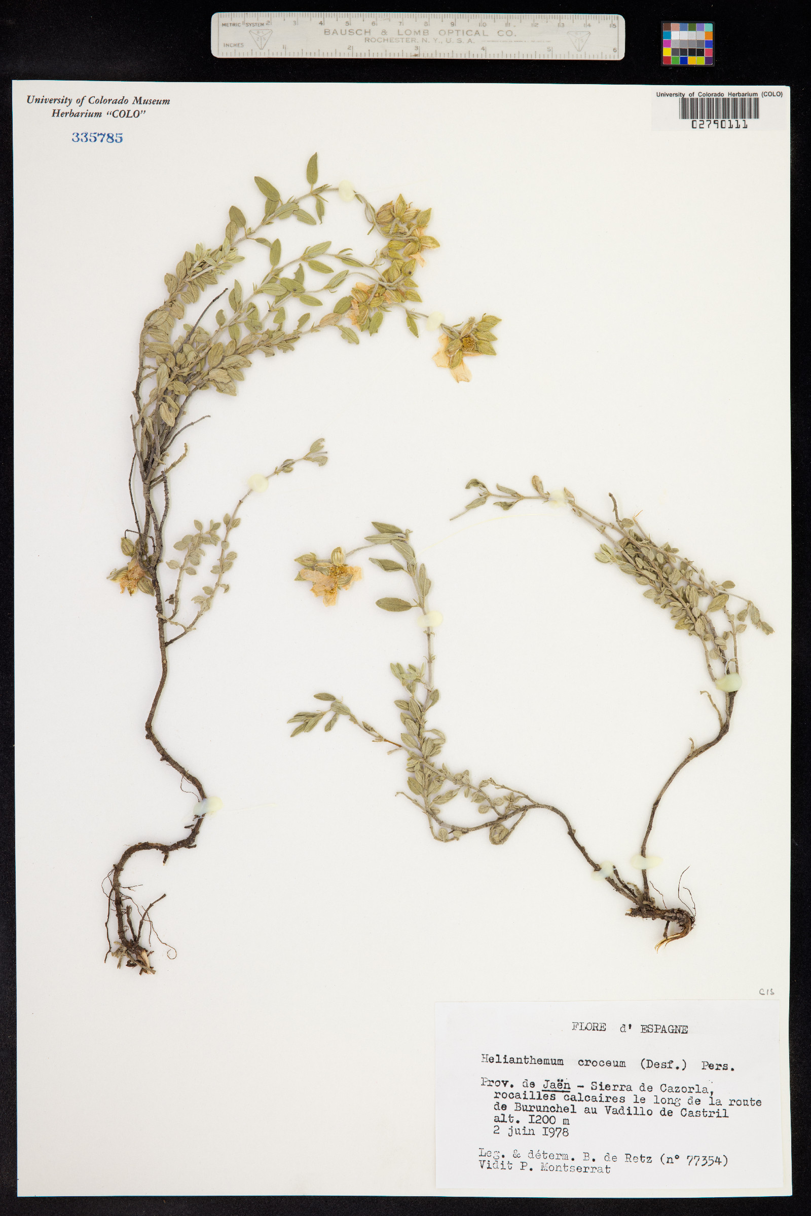 Helianthemum croceum image