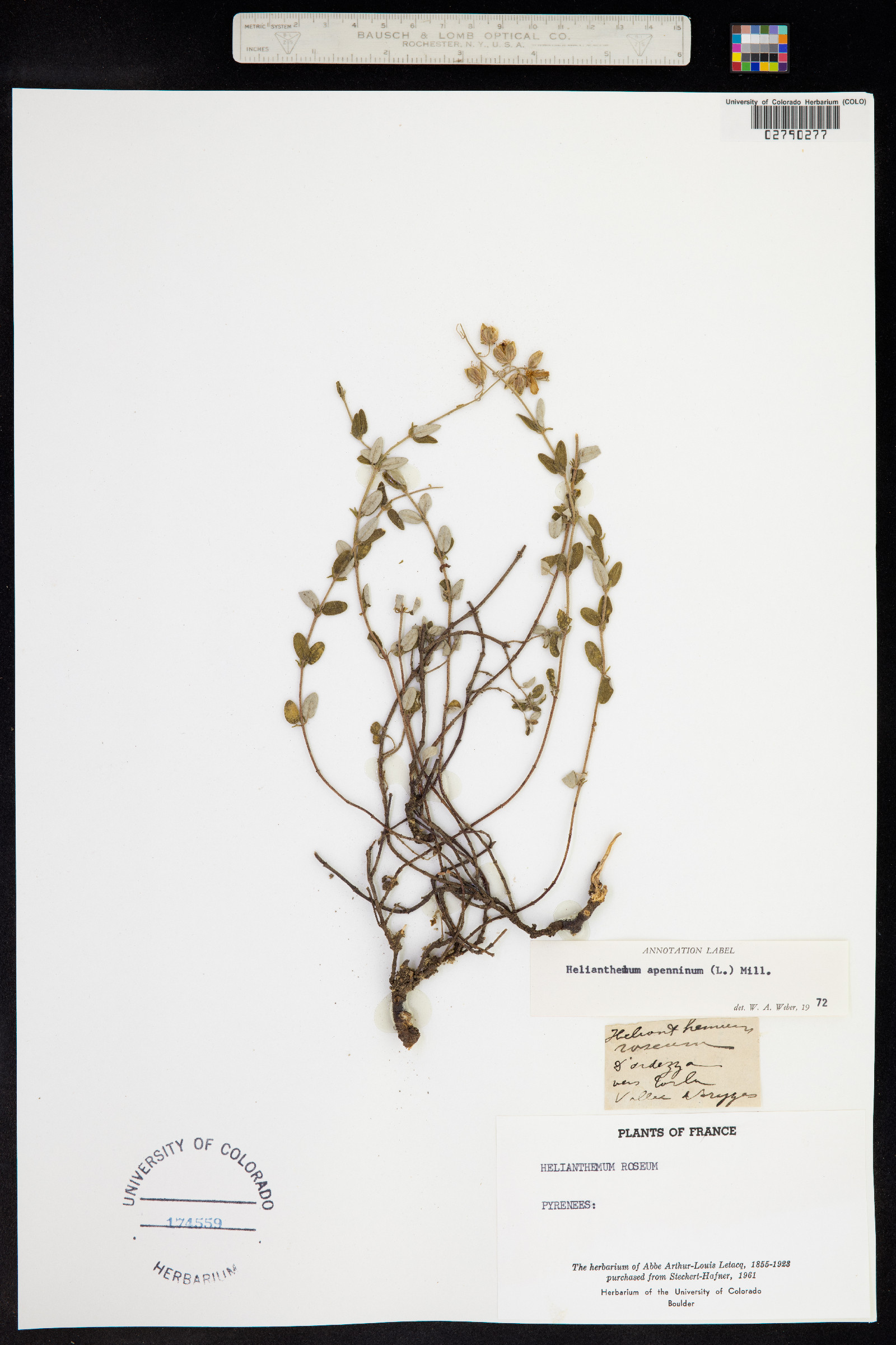 Helianthemum apenninum image