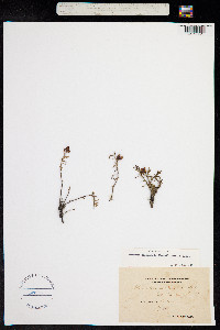 Fumana procumbens image