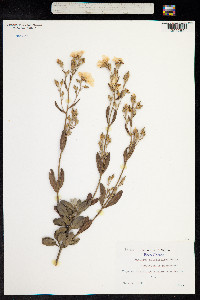 Halimium halimifolium image