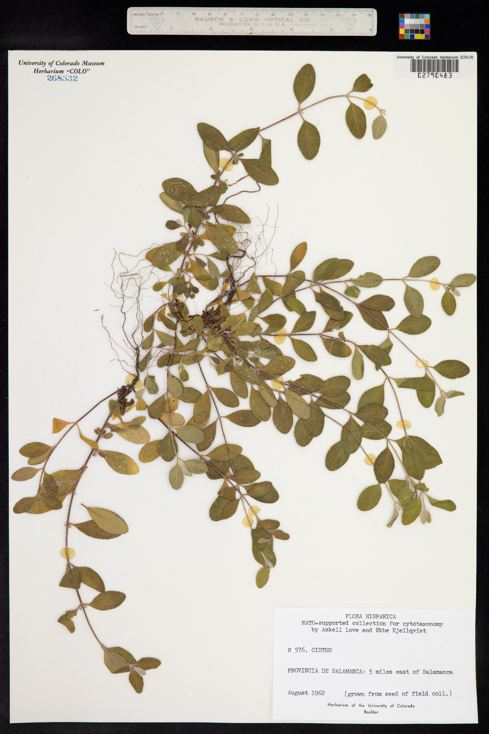 Cistus image
