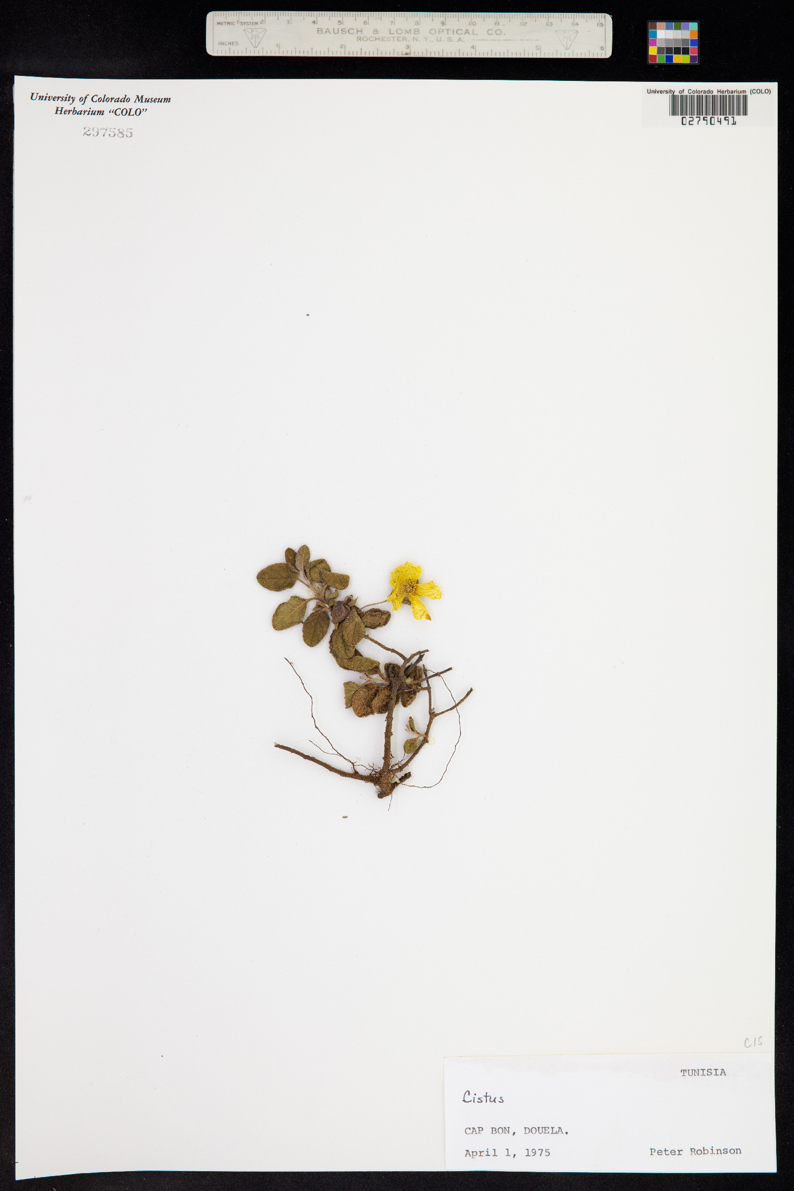 Cistus image