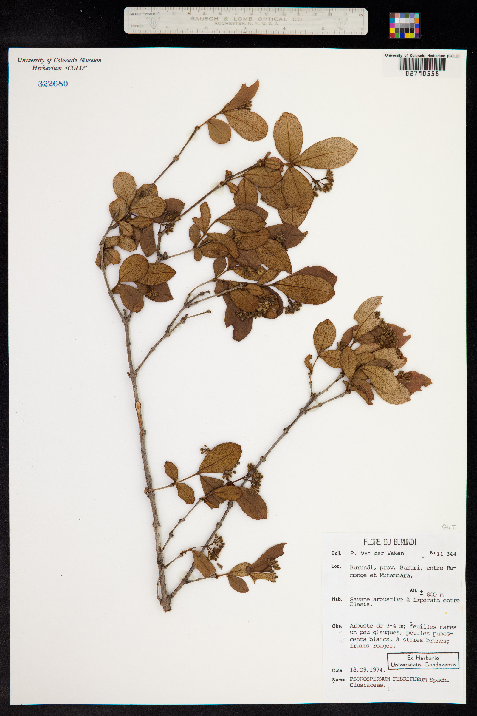 Psorospermum febrifugum image