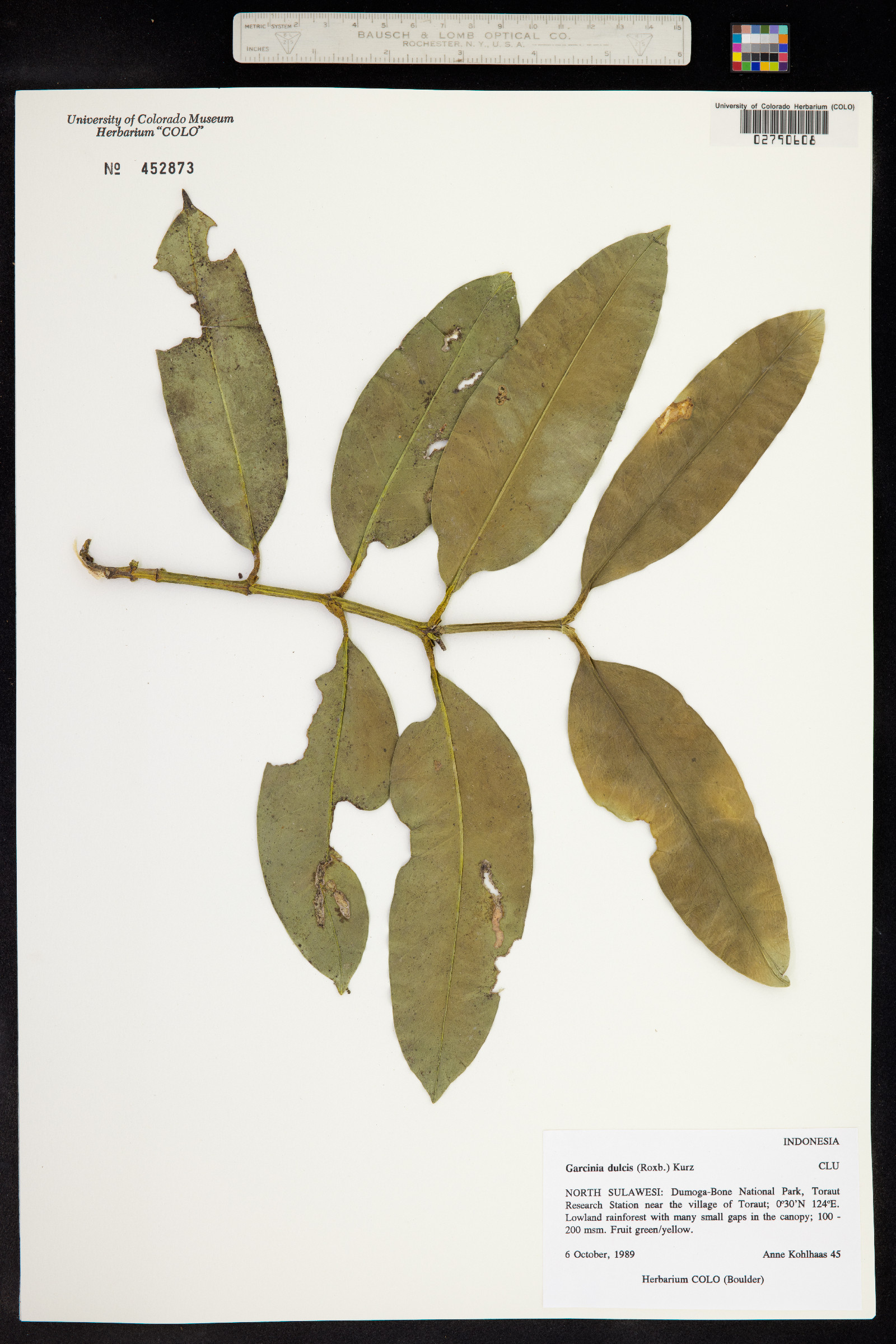 Clusiaceae image