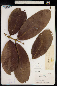 Image of Garcinia mangostana