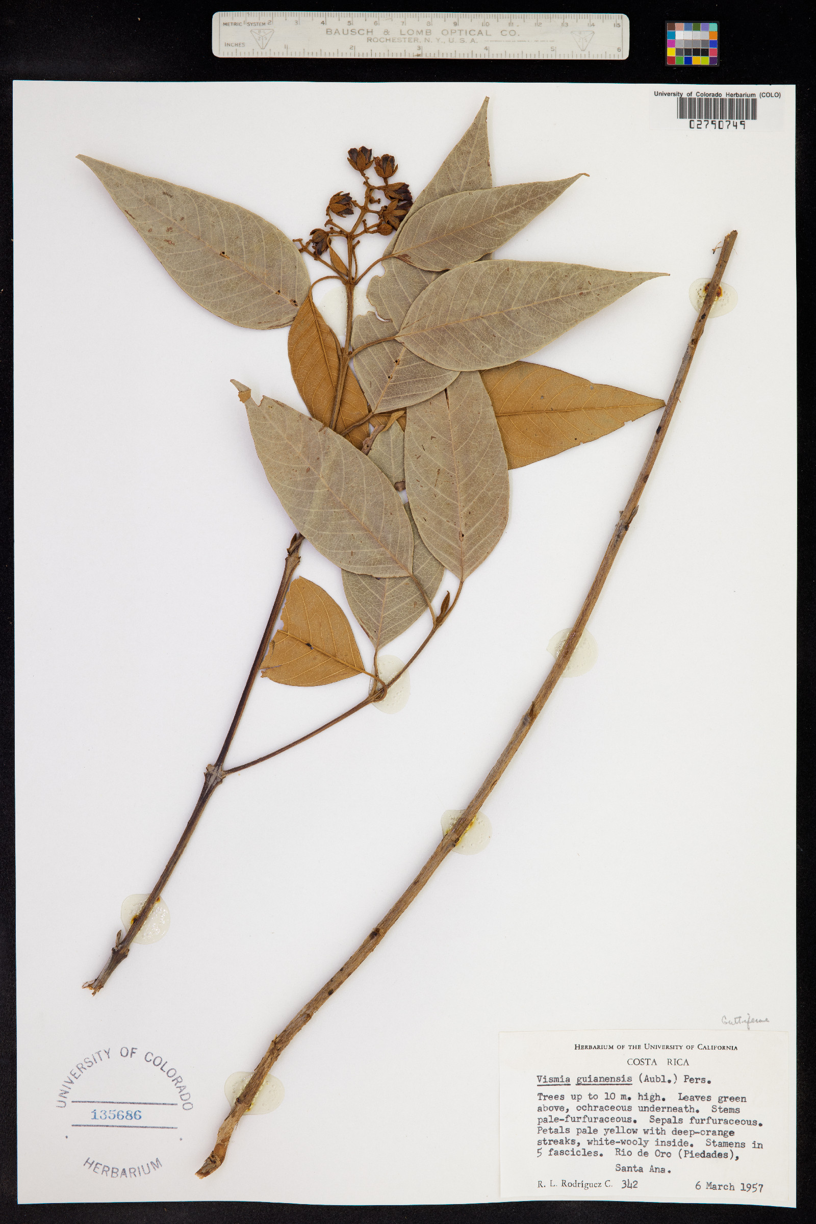 Vismia guianensis image