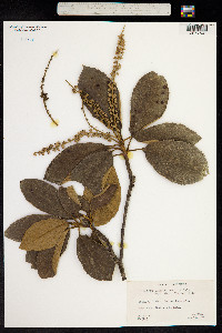 Clethra lanata image