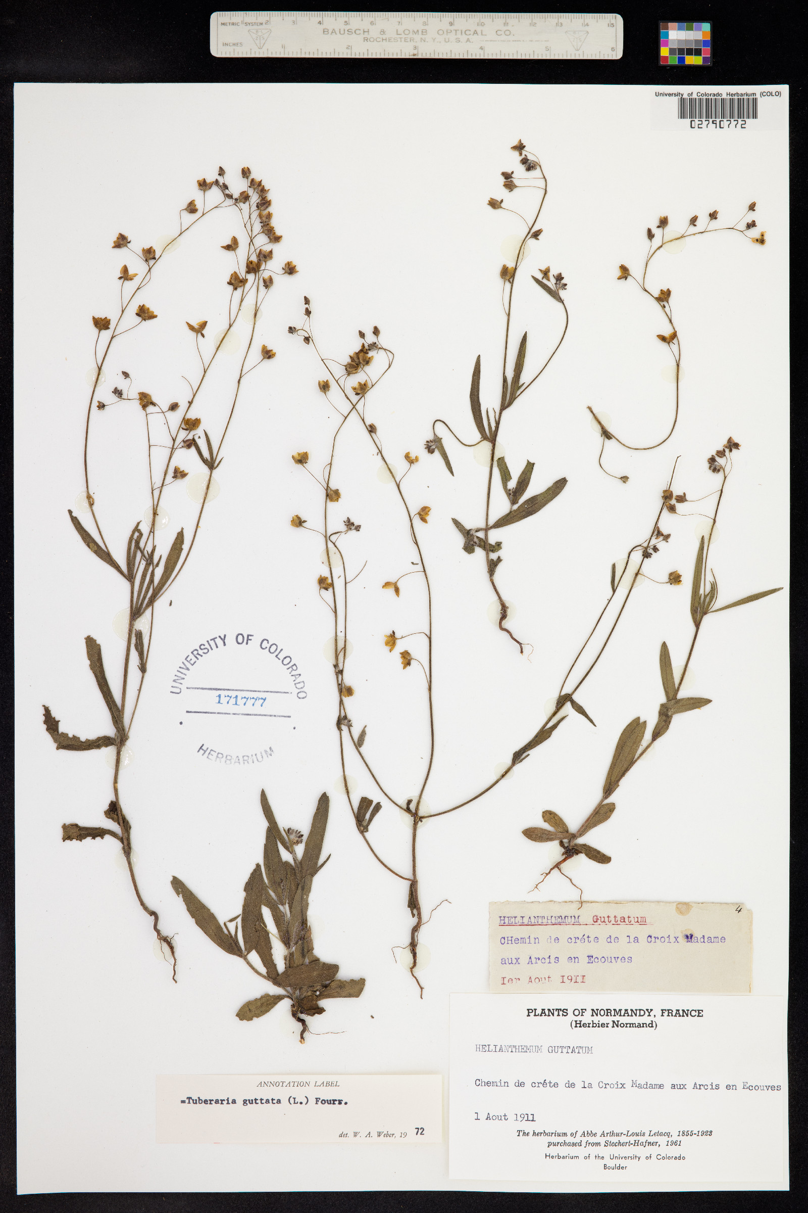 Helianthemum guttatum image
