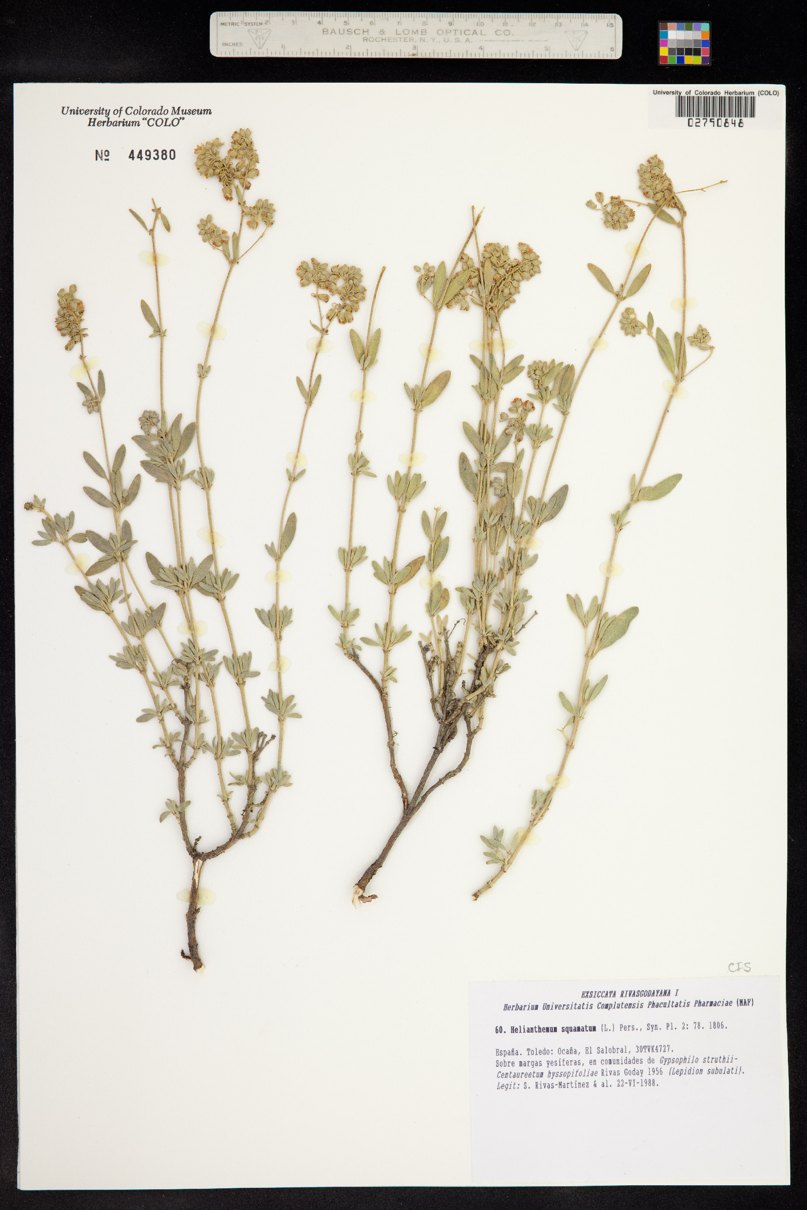 Helianthemum squamatum image