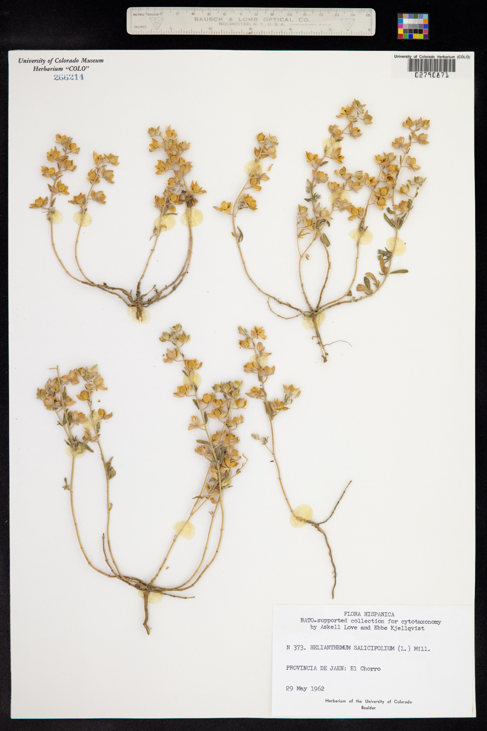 Helianthemum salicifolium image