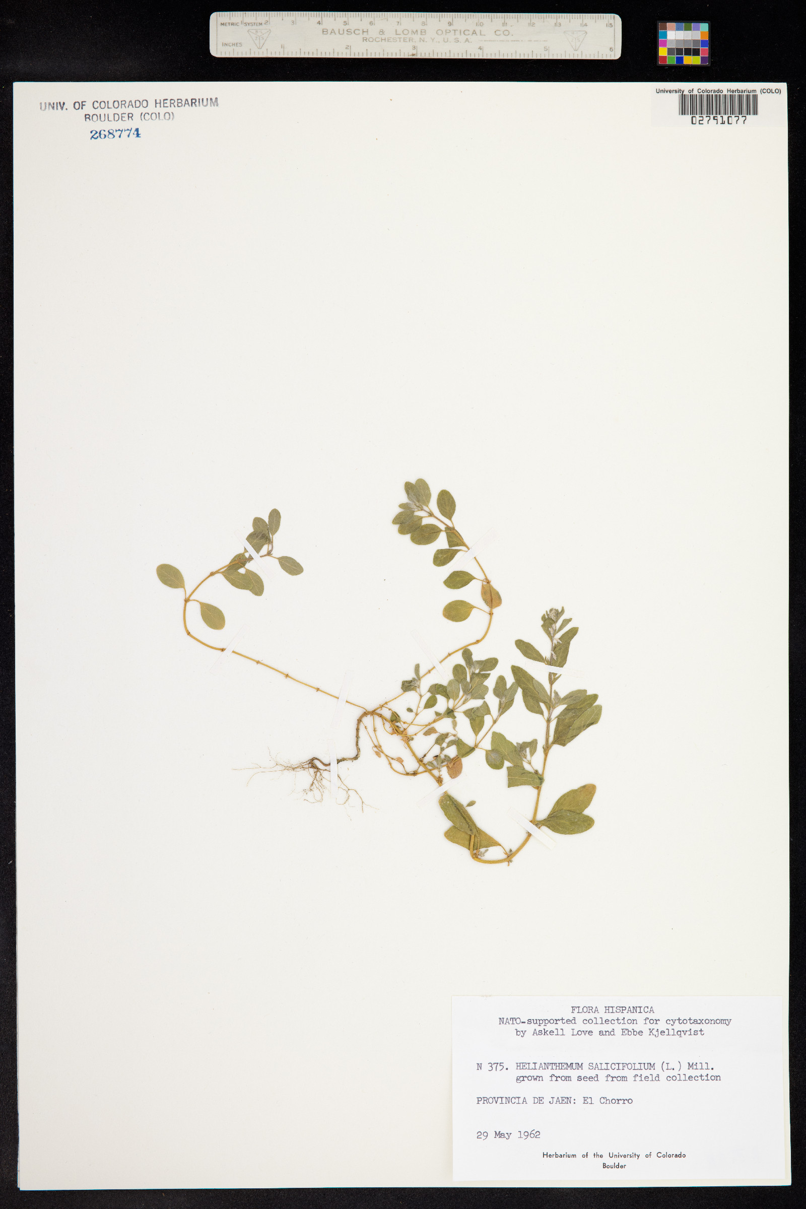 Helianthemum salicifolium image