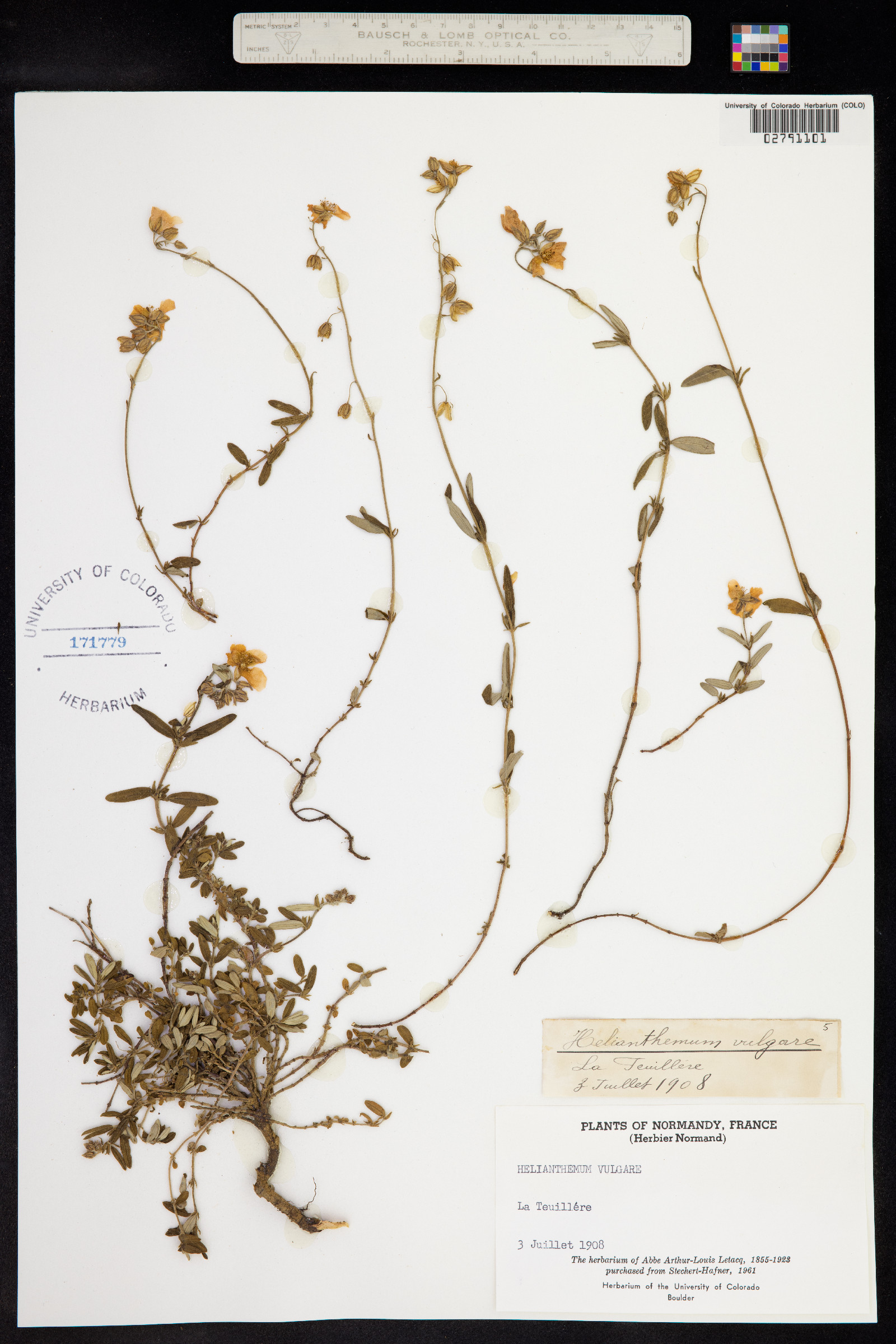 Helianthemum nummularium image