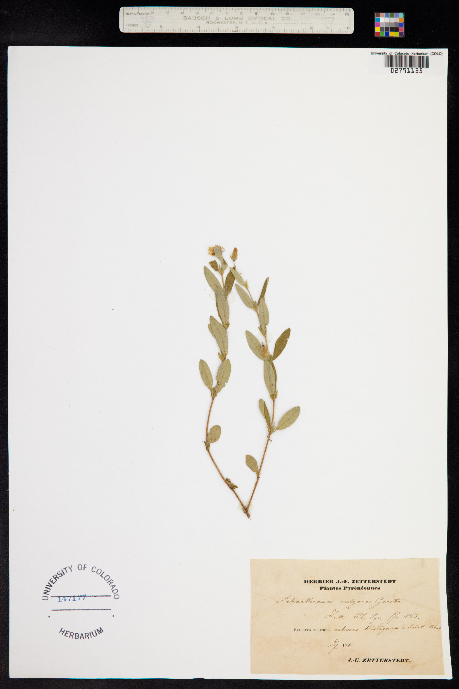 Helianthemum nummularium image