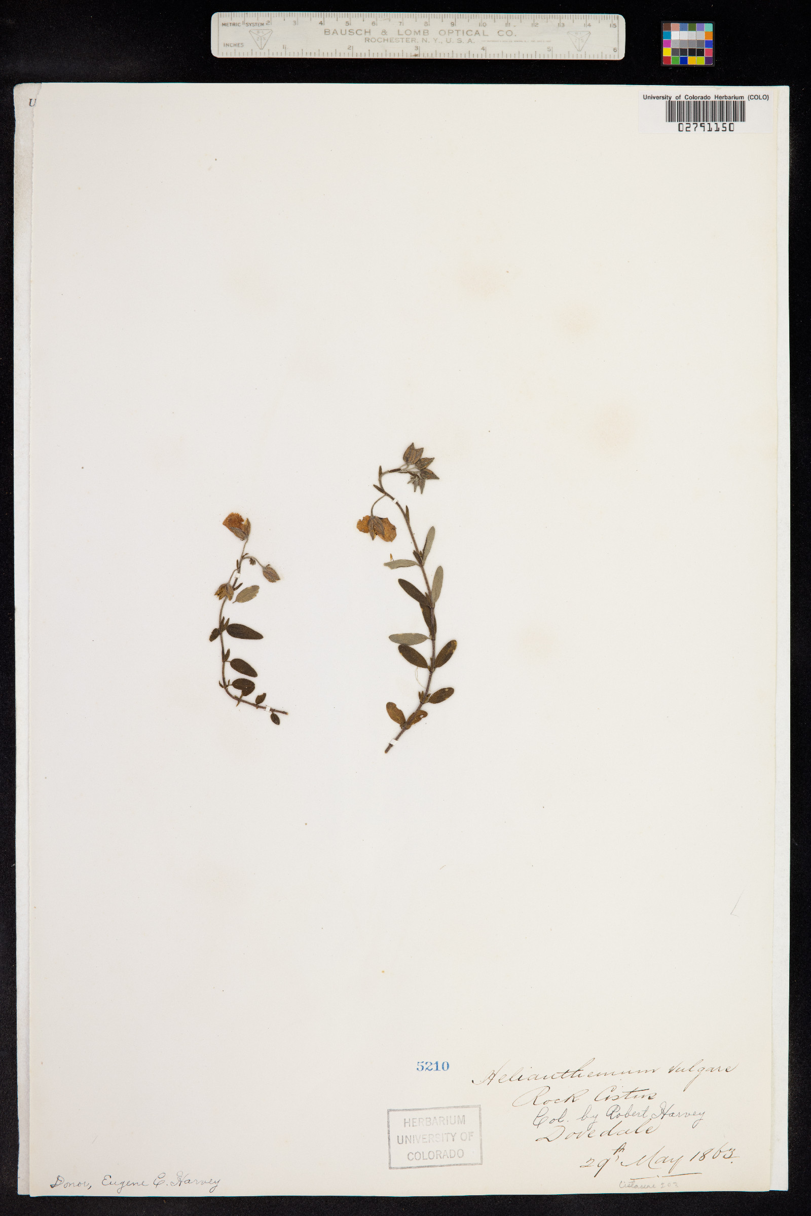 Helianthemum nummularium image