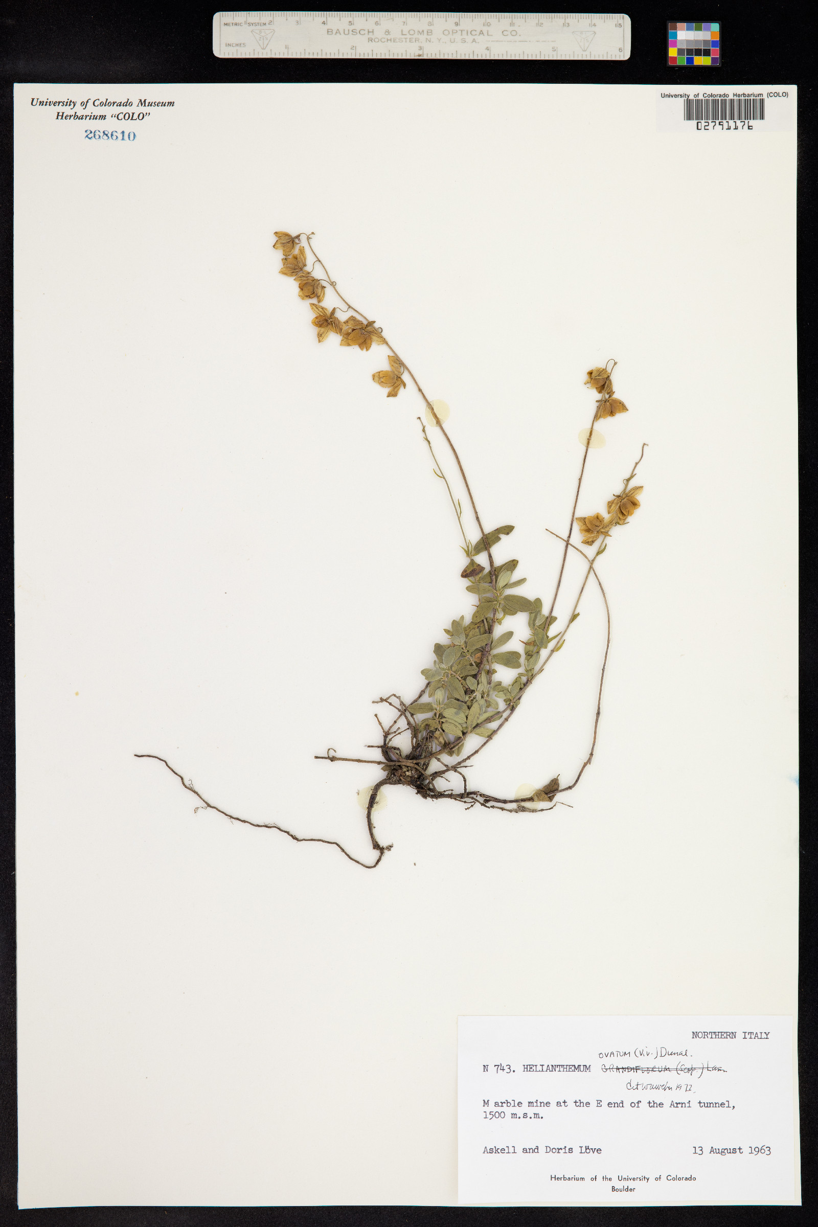 Helianthemum image