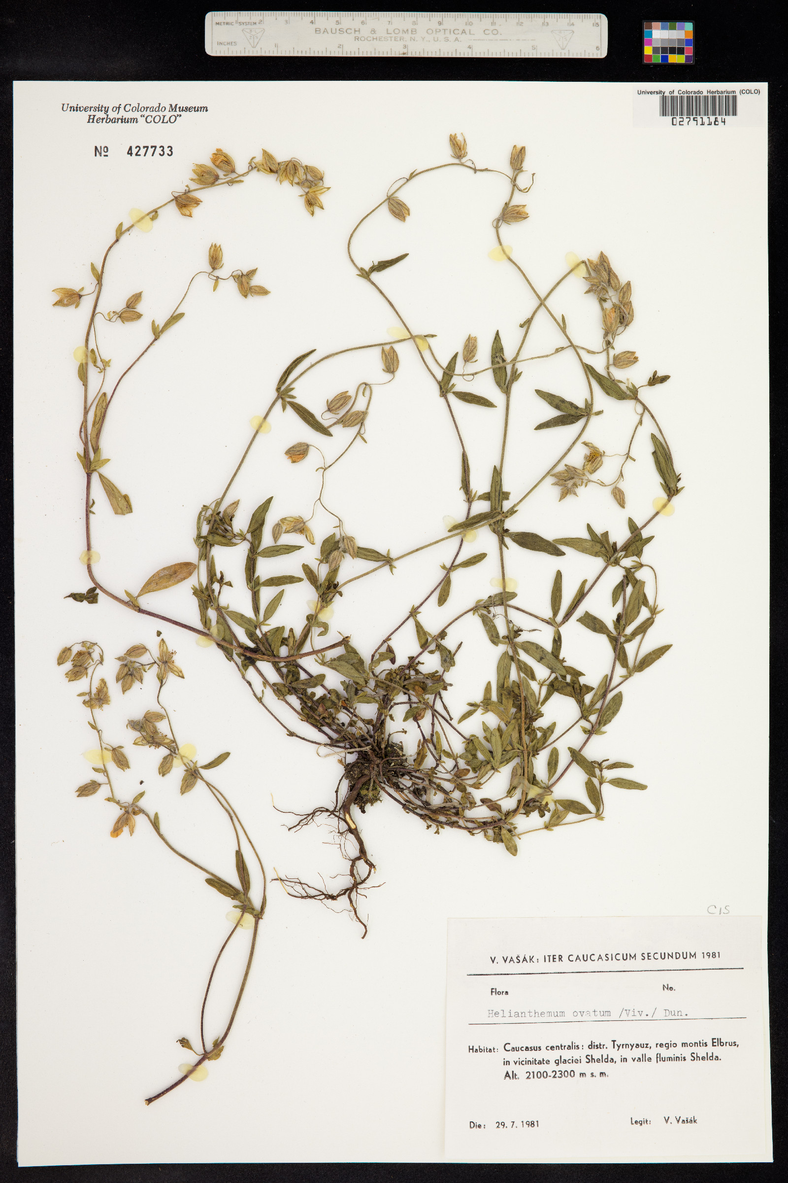 Helianthemum nummularium image