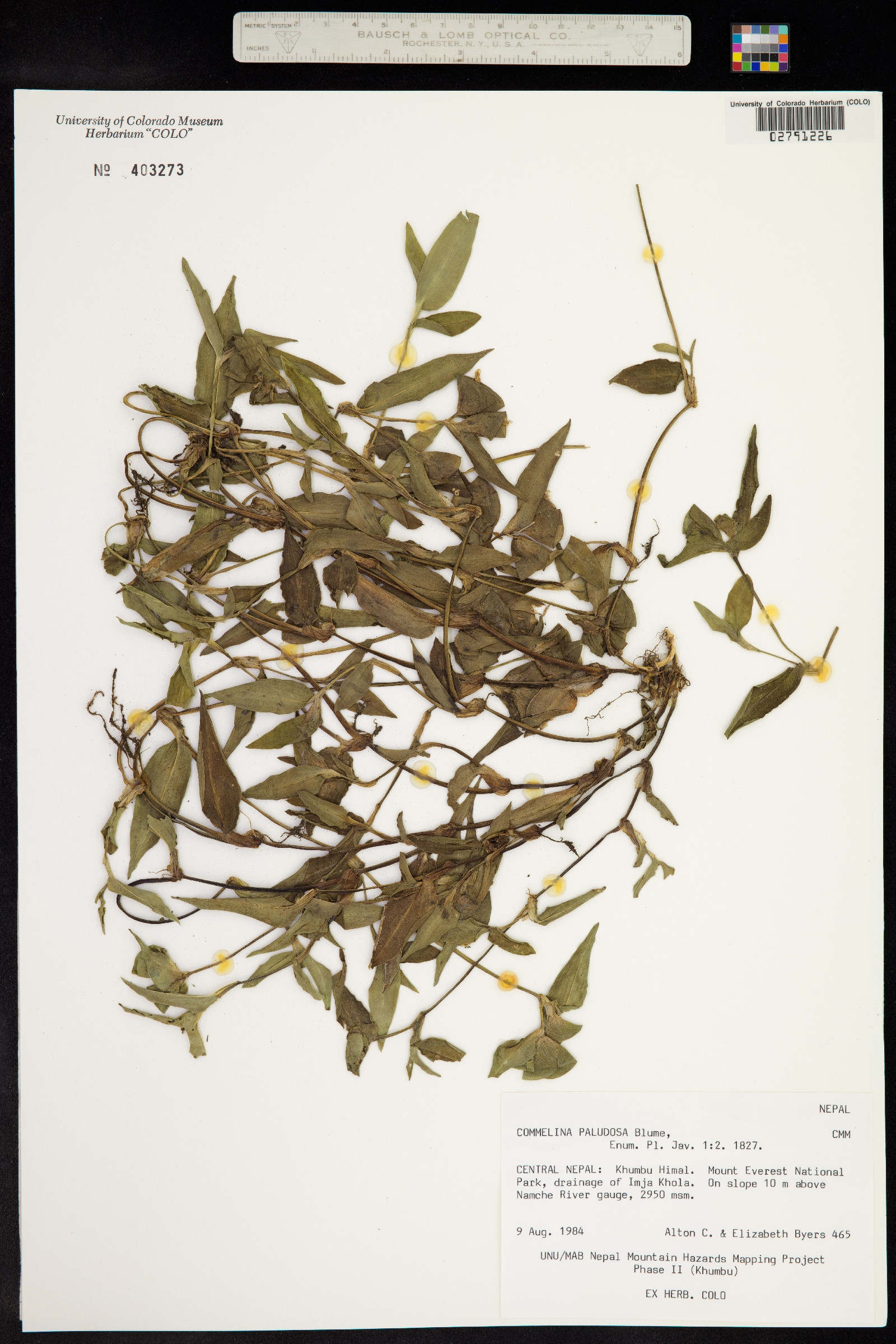 Polyspatha paniculata image