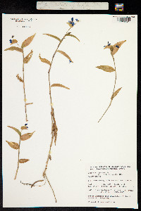 Image of Commelina cyanea