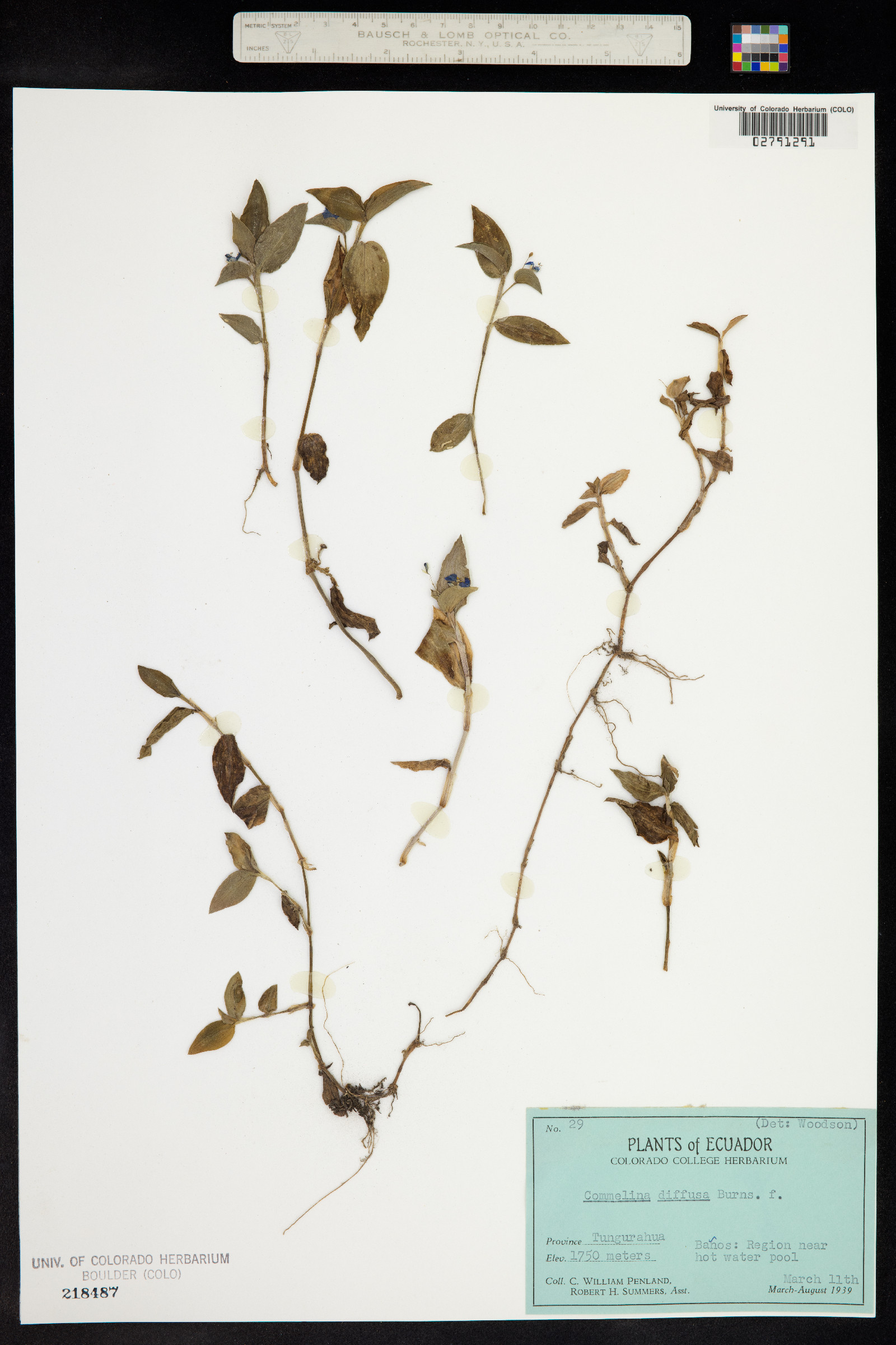 Commelina diffusa image