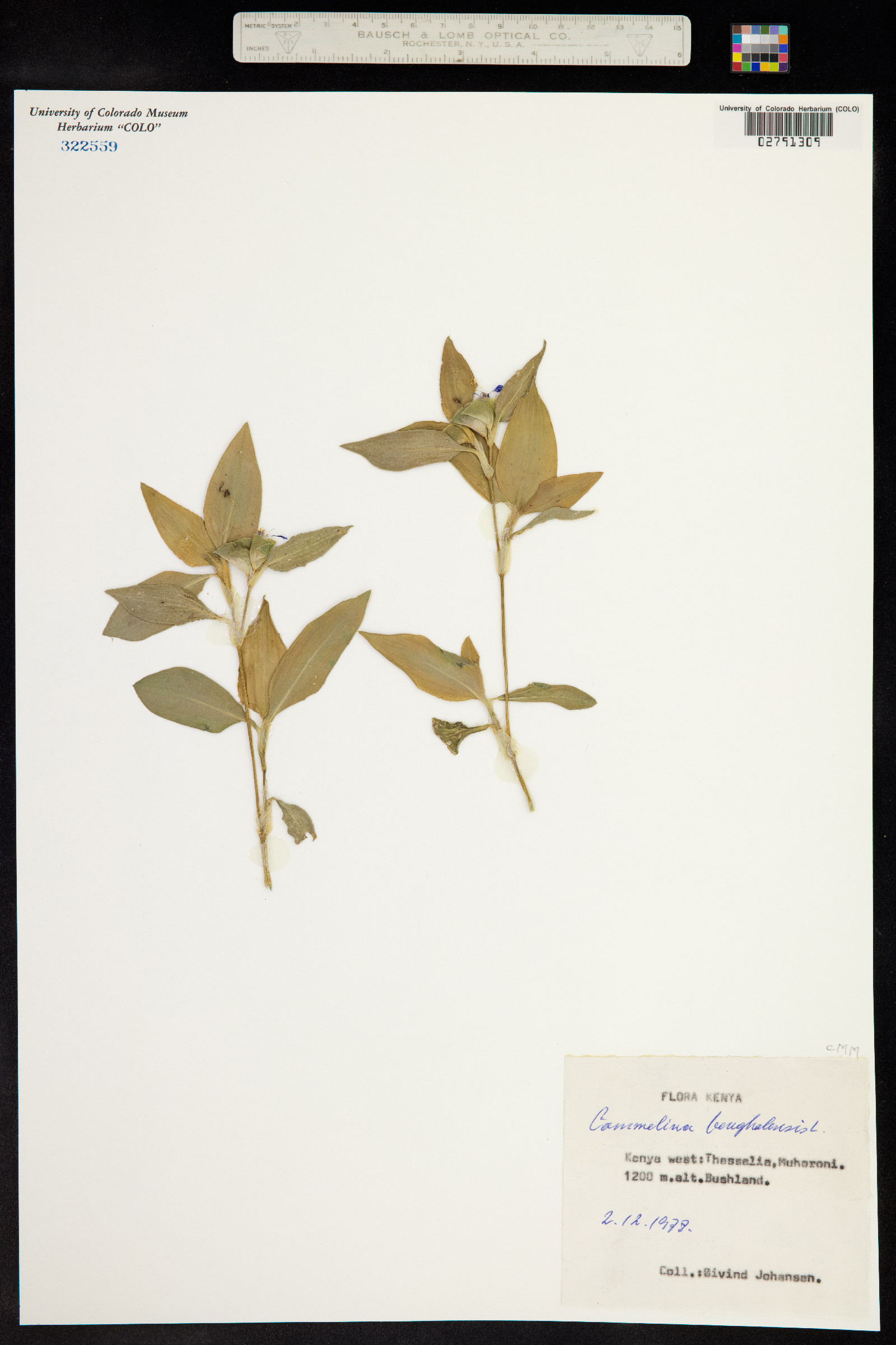 Commelina benghalensis image