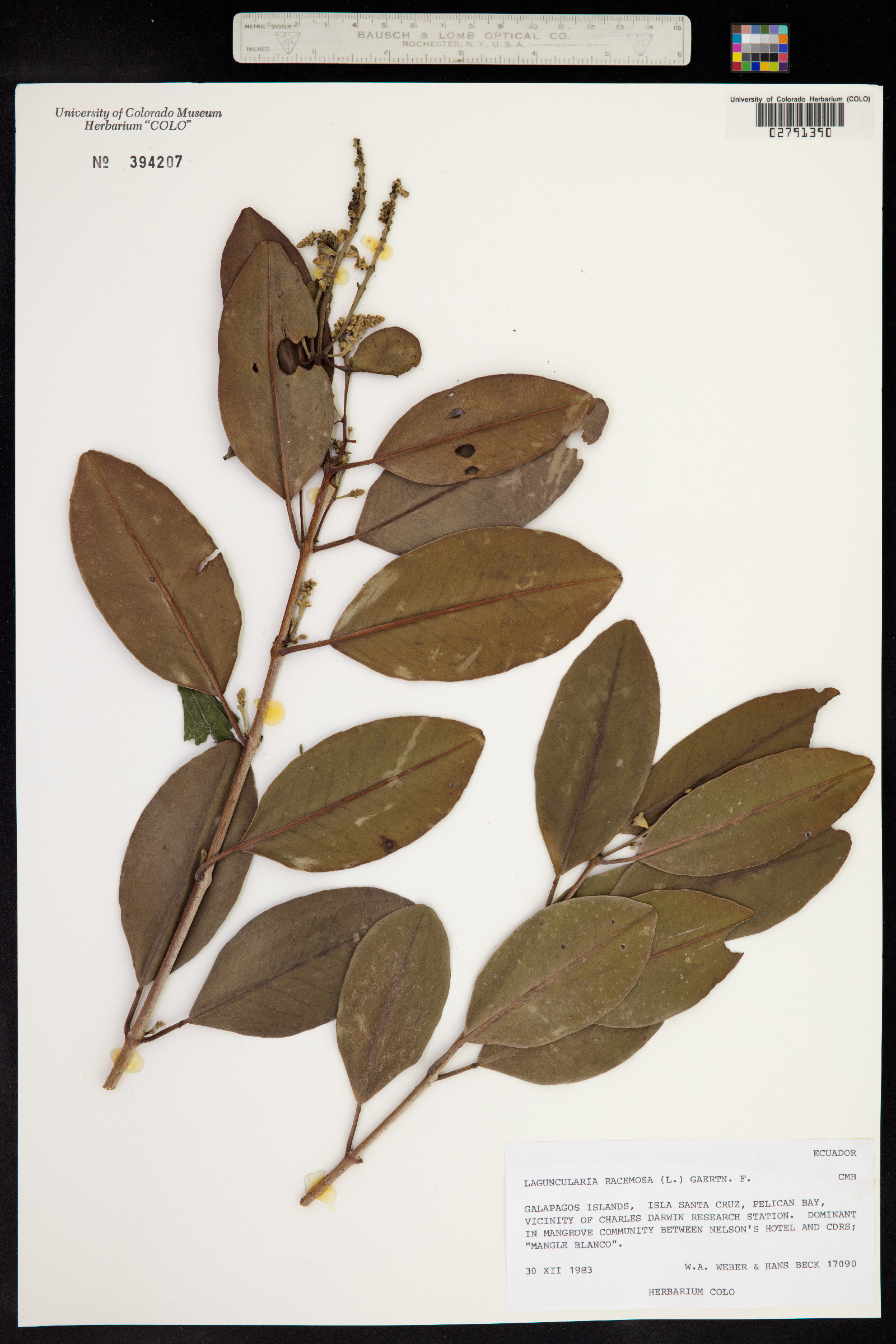 Laguncularia racemosa image