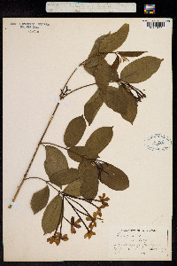 Image of Combretum indicum