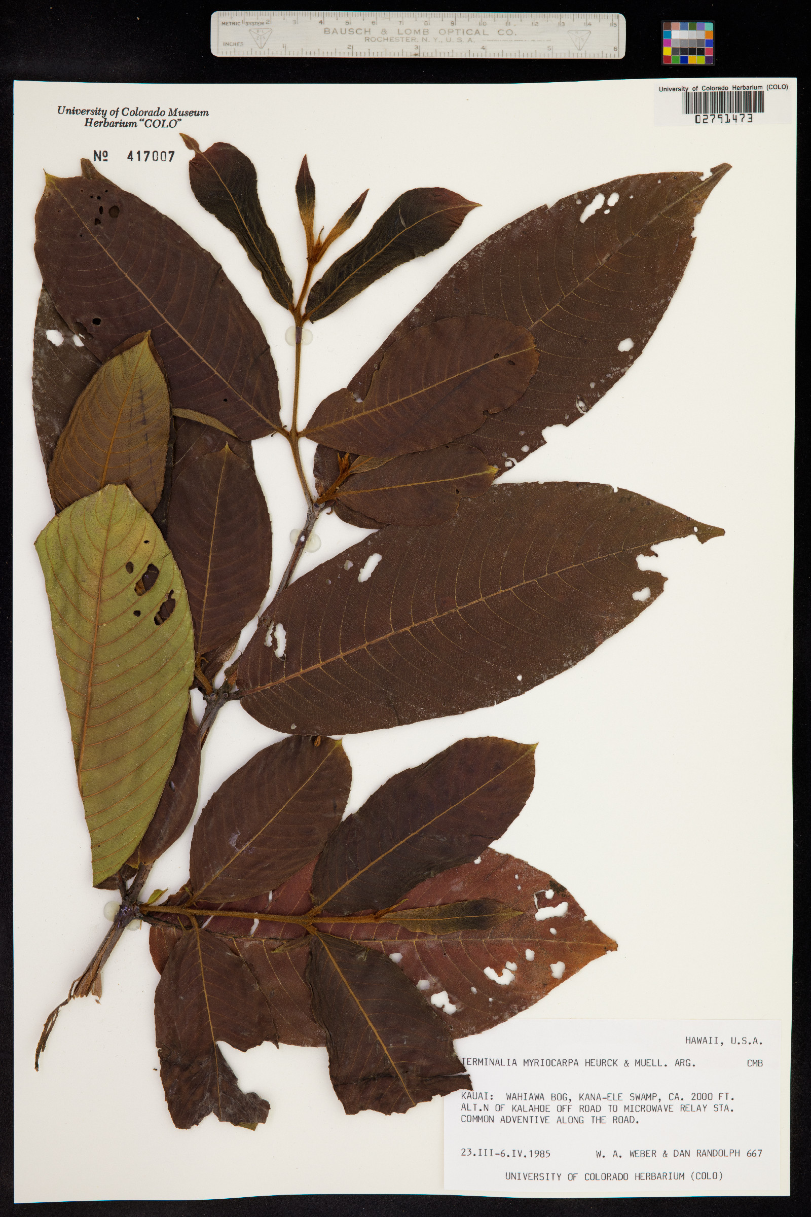 Terminalia myriocarpa image