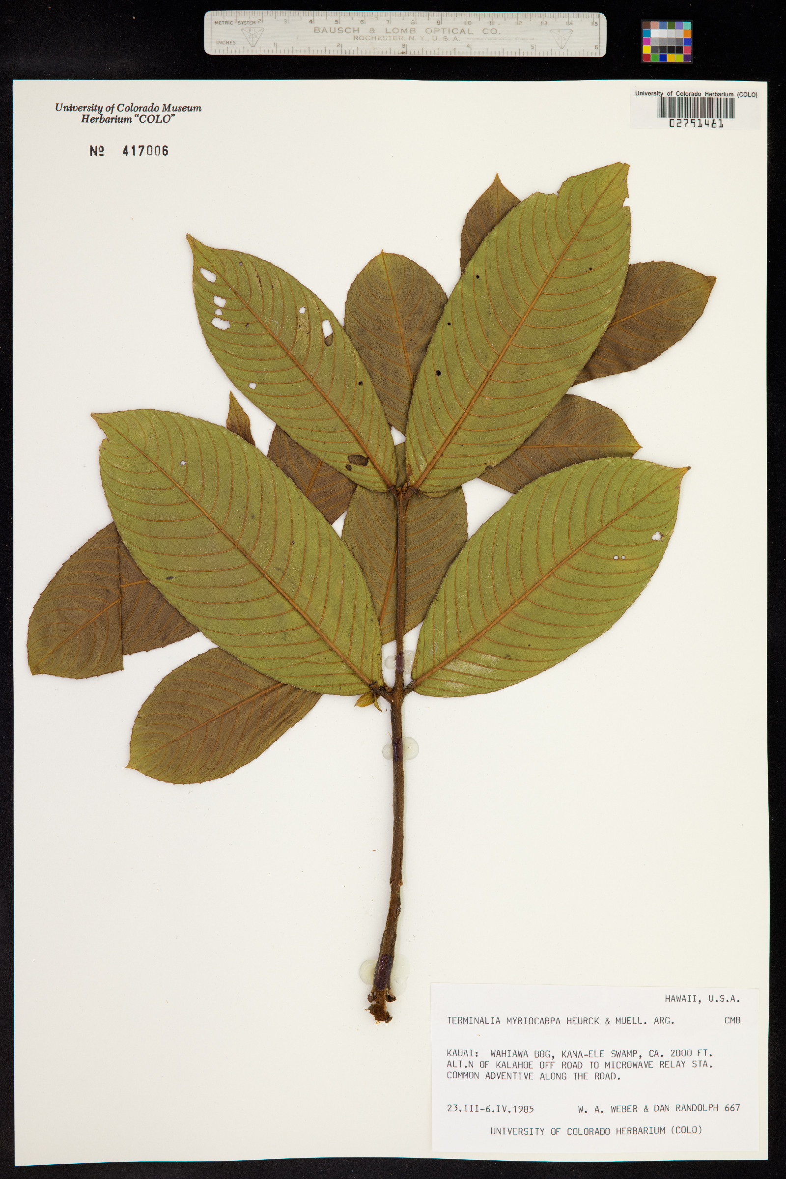 Terminalia myriocarpa image