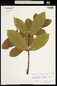 Image of Terminalia myriocarpa