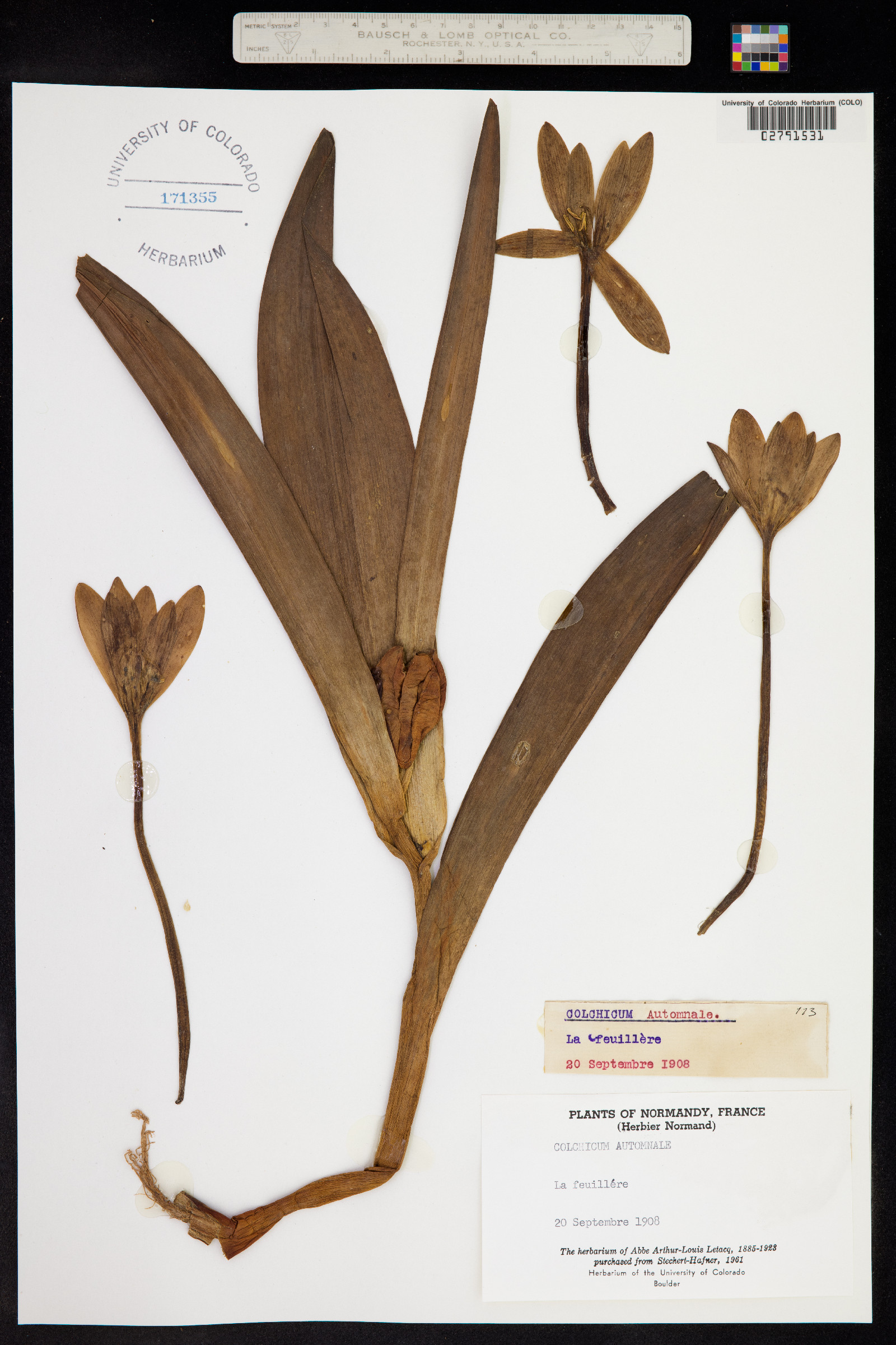 Colchicum autumnale image