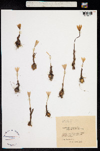 Colchicum alpinum image