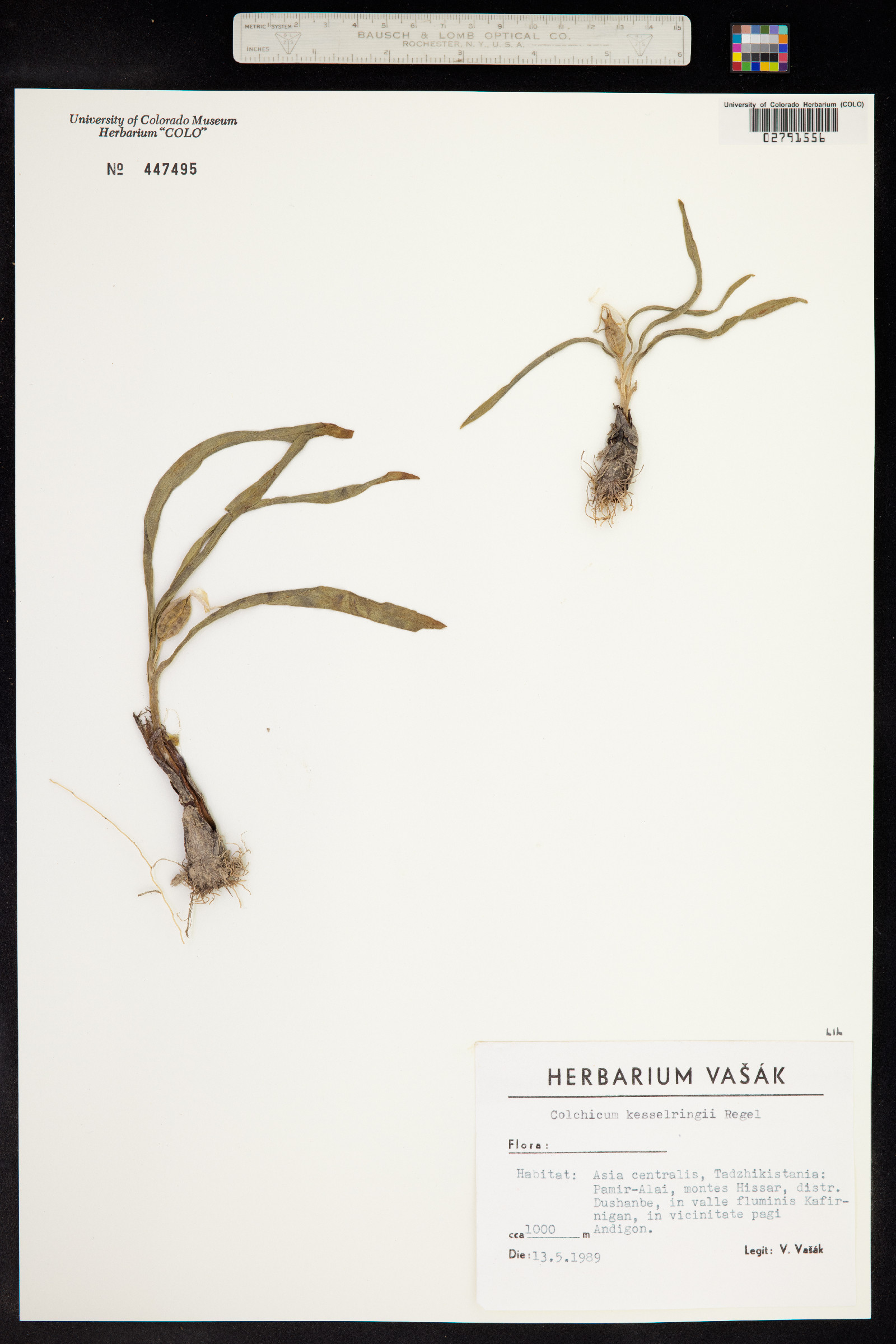 Colchicum kesselringii image