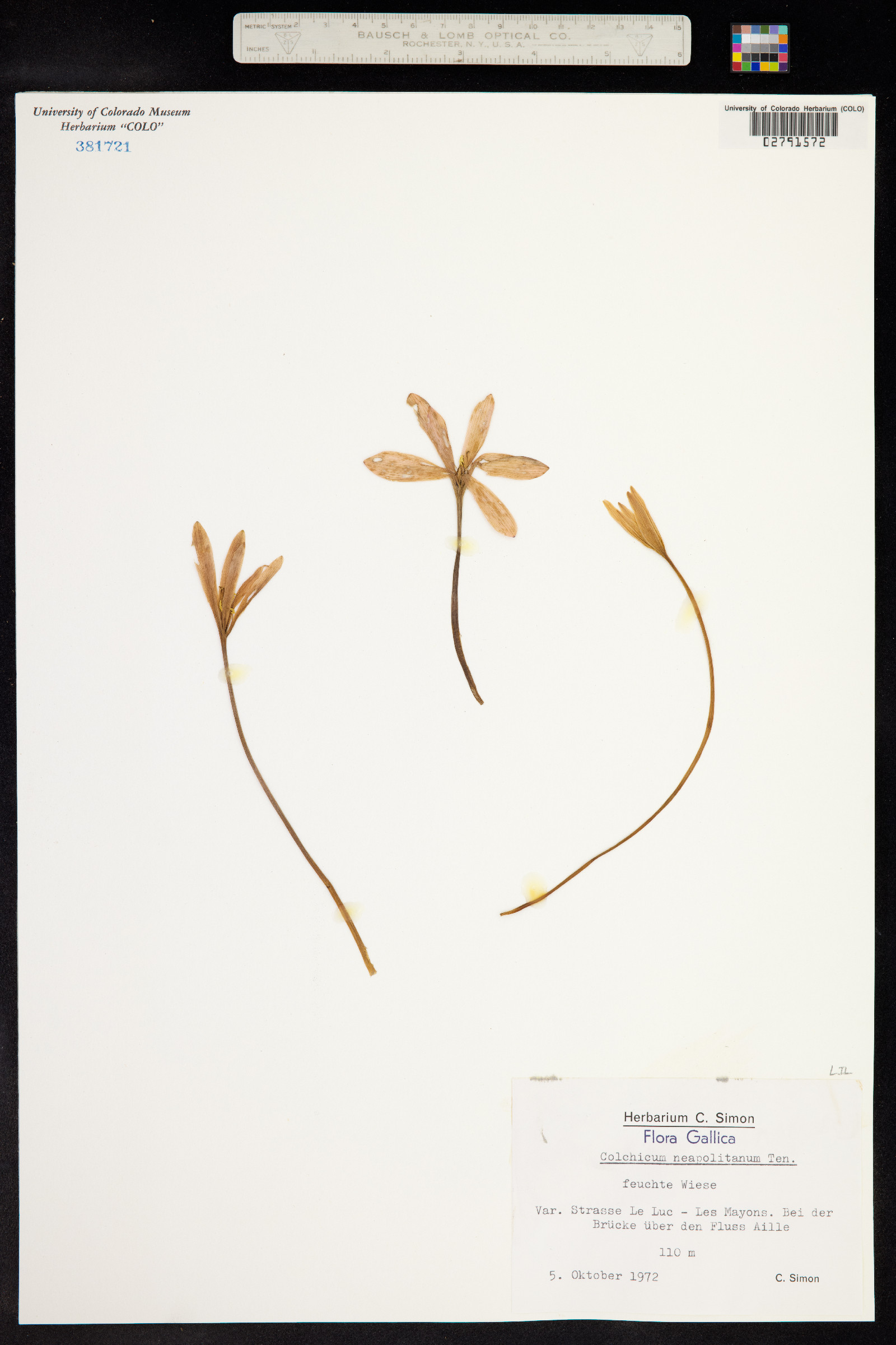 Colchicum neapolitanum image