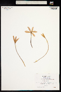 Image of Colchicum neapolitanum