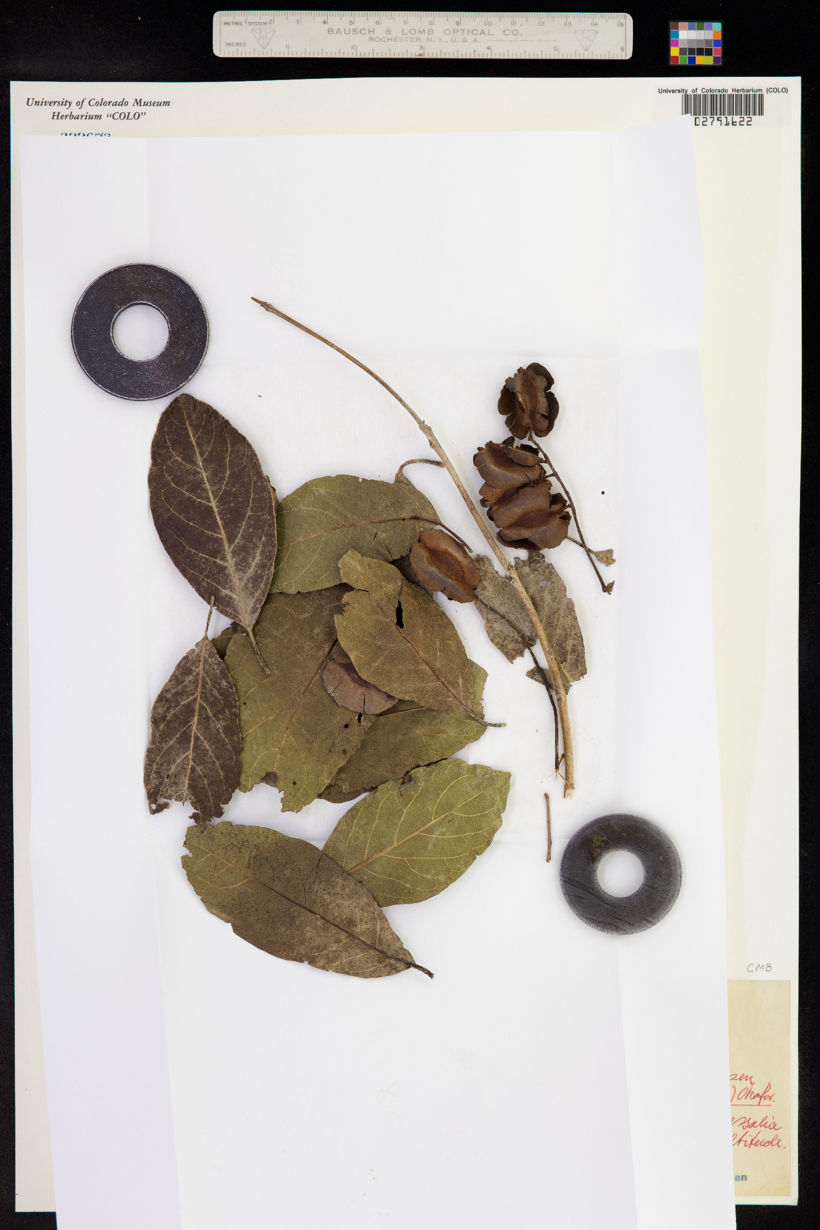 Combretum collinum image