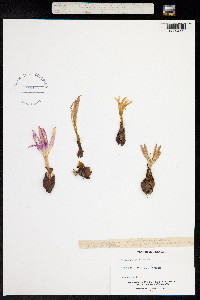 Colchicum montanum image