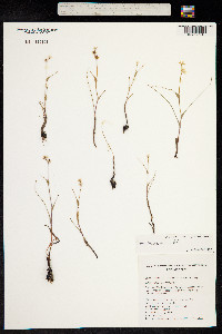 Wurmbea dioica image