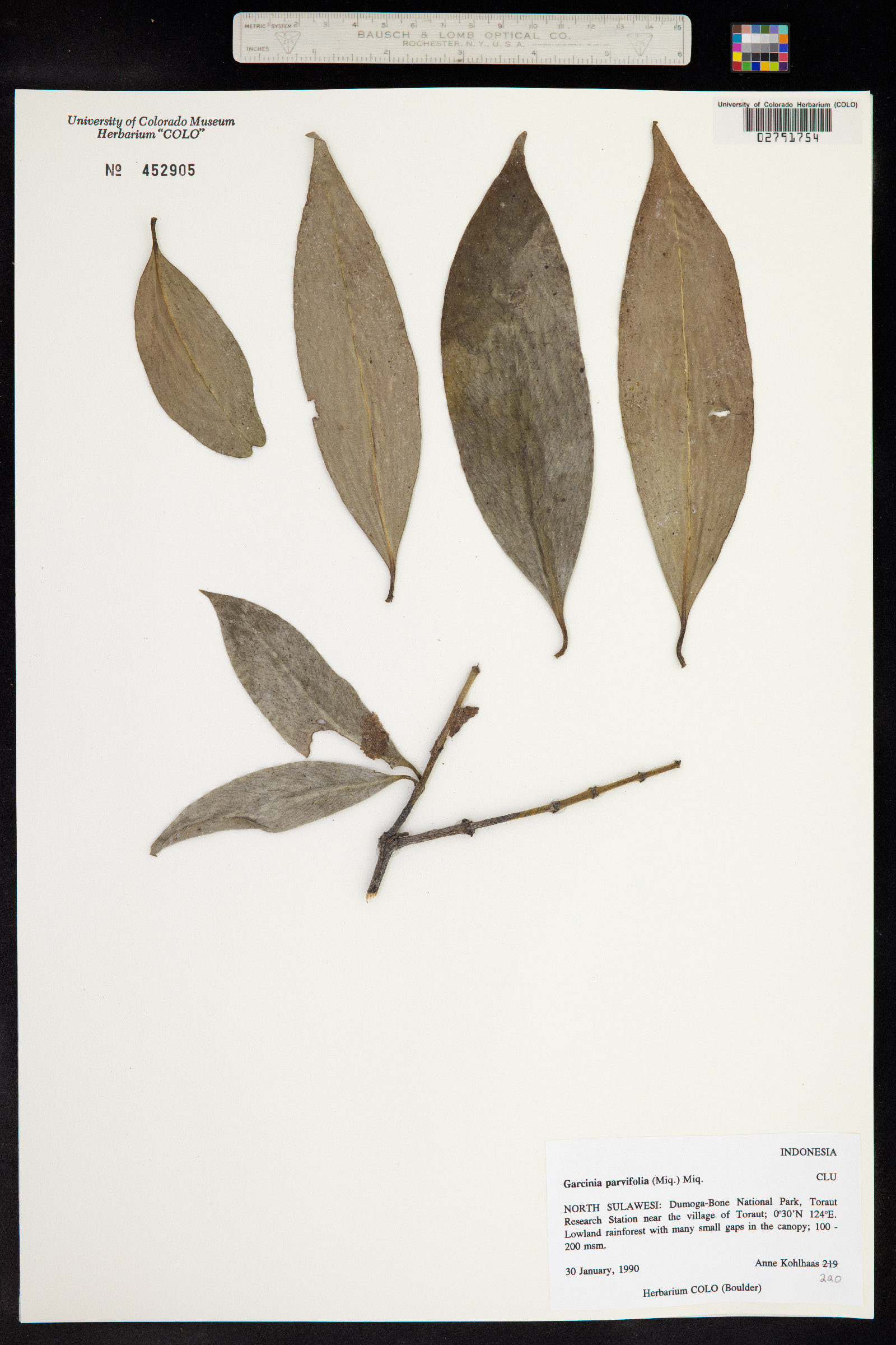 Garcinia parvifolia image