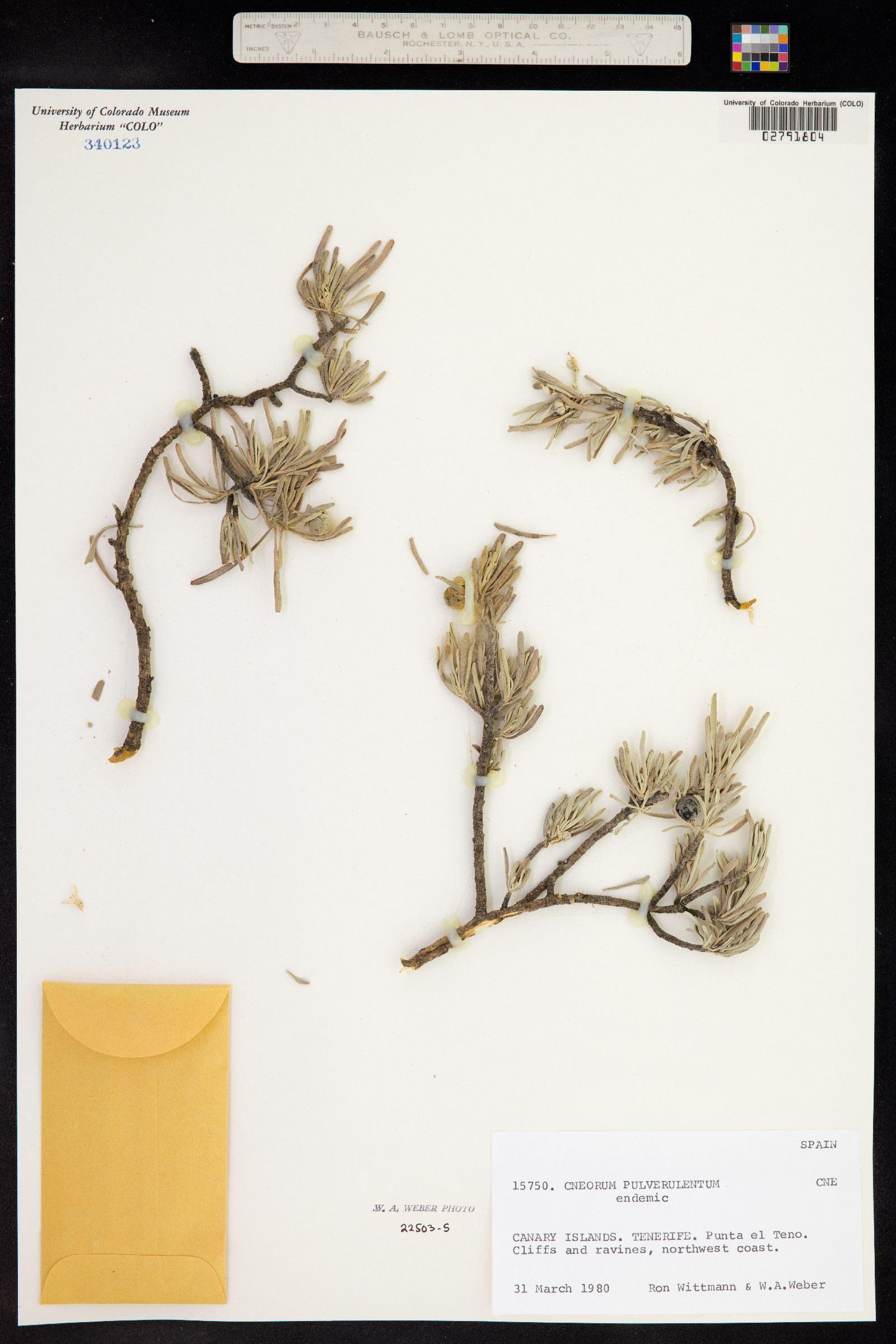 Cneorum pulverulentum image